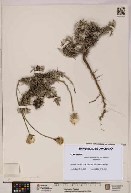 Senecio chilensis var. chilensis [Espécimen: UDEC:CONC:0155927]