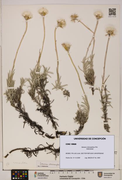 Senecio chionophilus [Espécimen: UDEC:CONC:0155928]