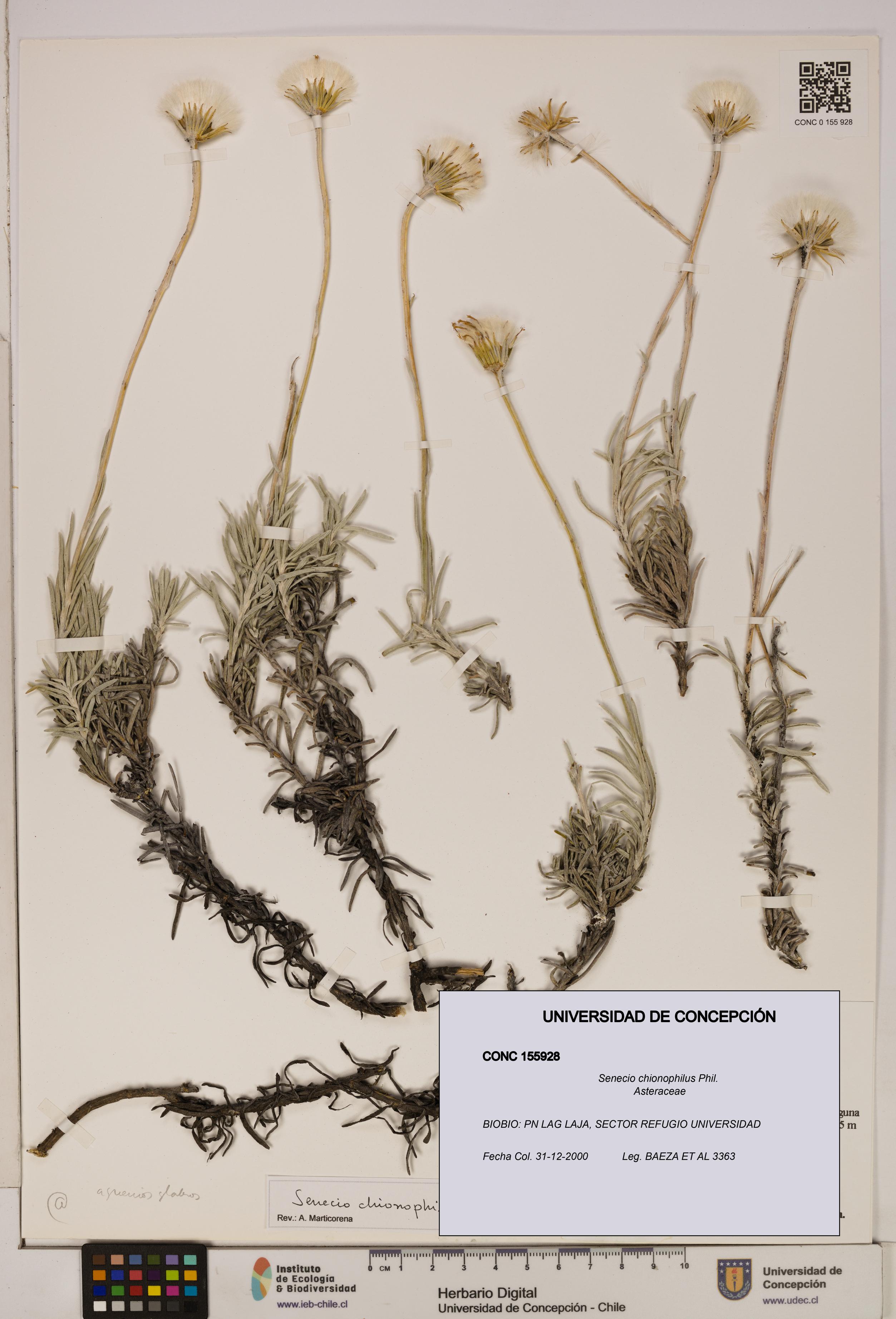 Senecio chionophilus [Espécimen: UDEC:CONC:0155928]
