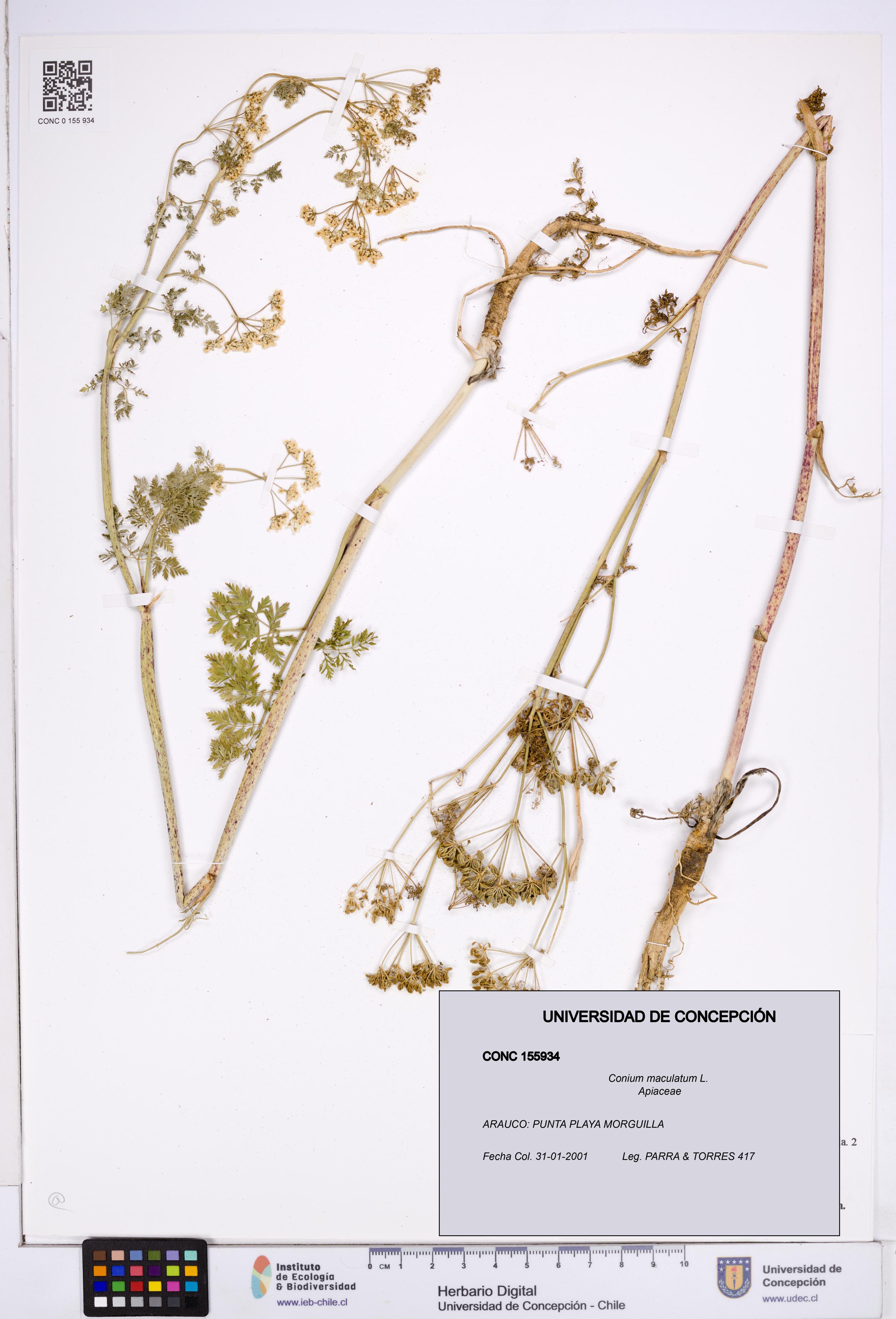 Conium maculatum [Espécimen: ]