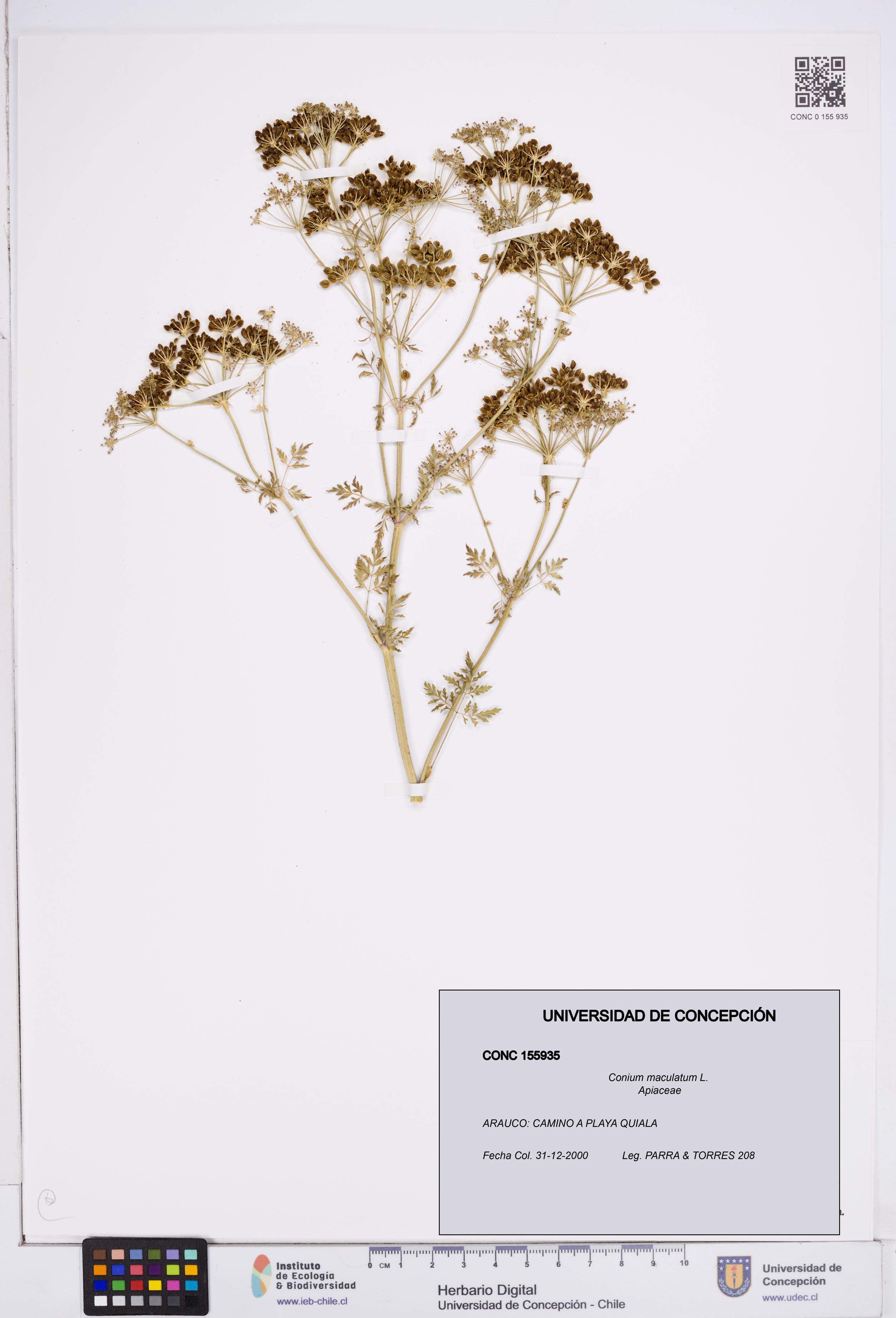 Conium maculatum [Espécimen: ]