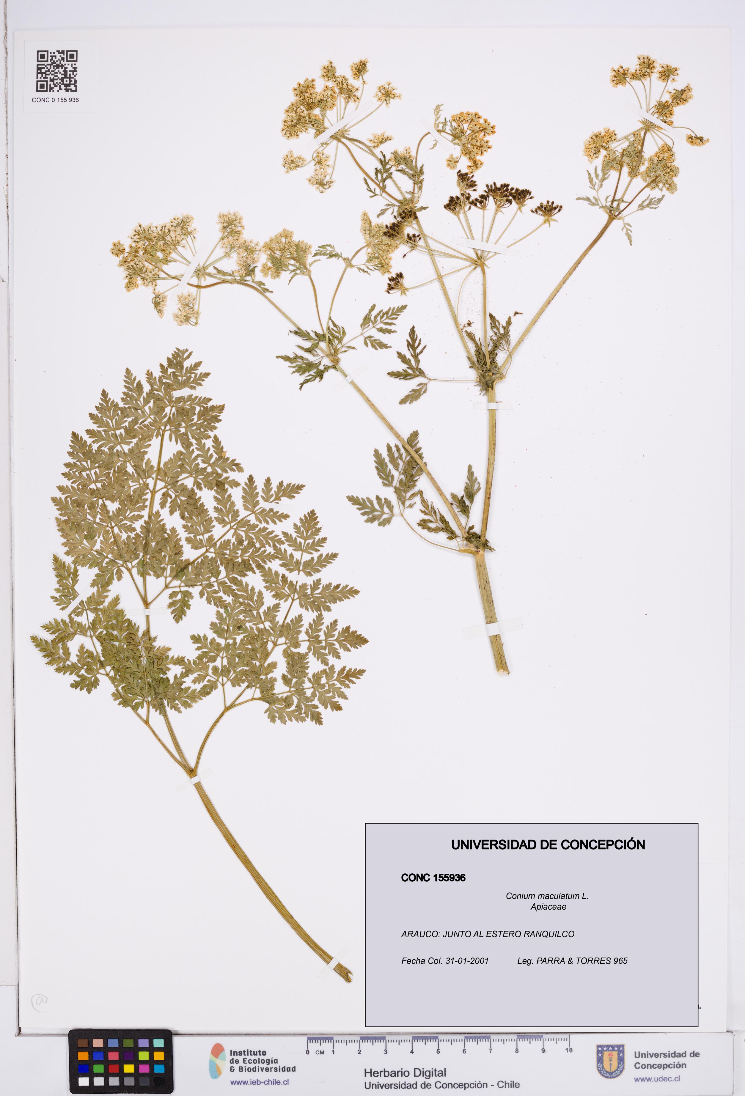 Conium maculatum [Espécimen: ]
