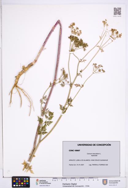 Conium maculatum [Espécimen: ]