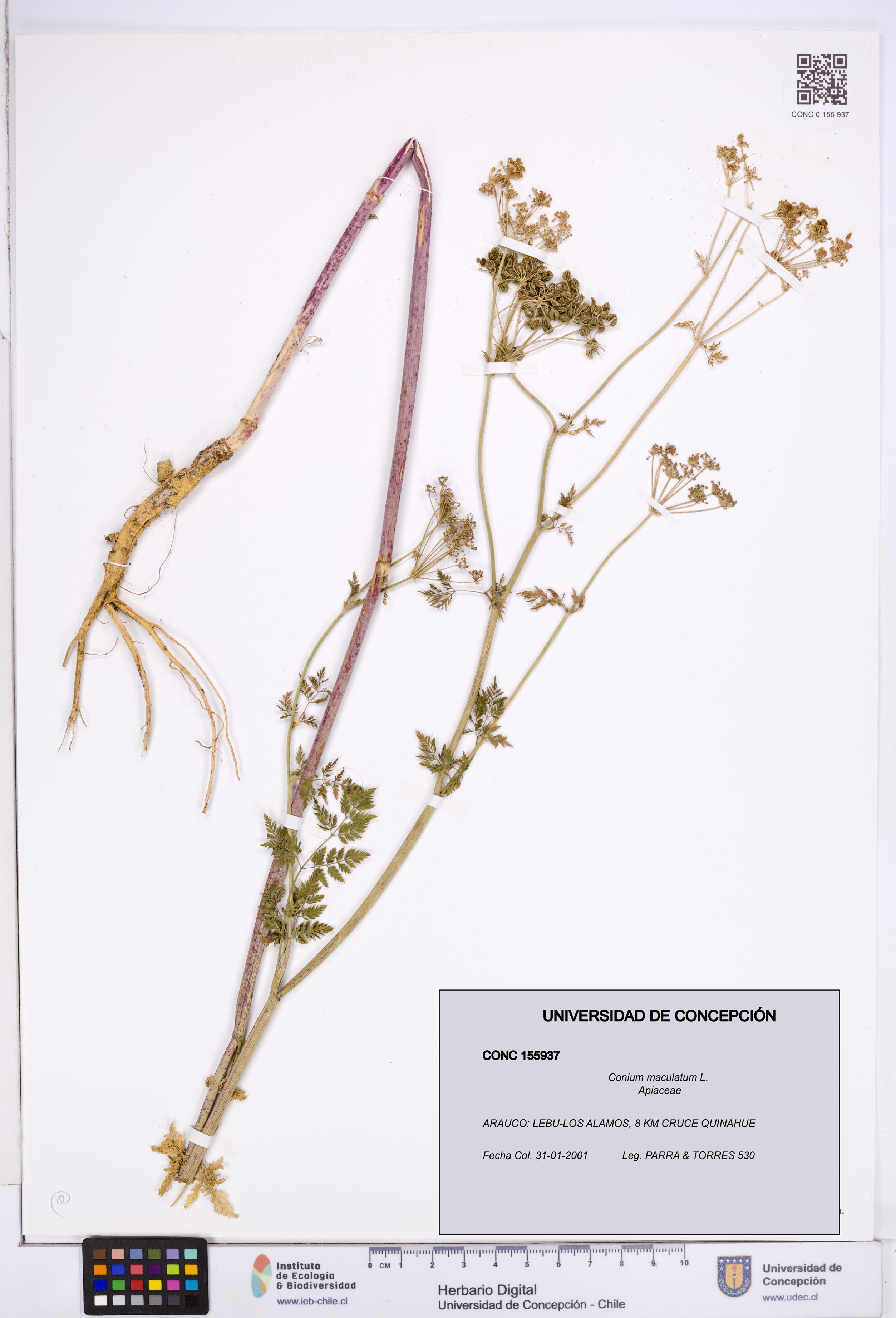 Conium maculatum [Espécimen: ]