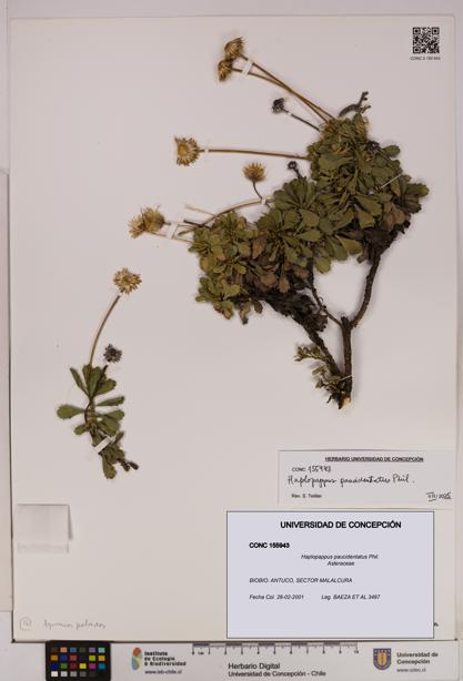 Haplopappus paucidentatus [Espécimen: UDEC:CONC:0155943]
