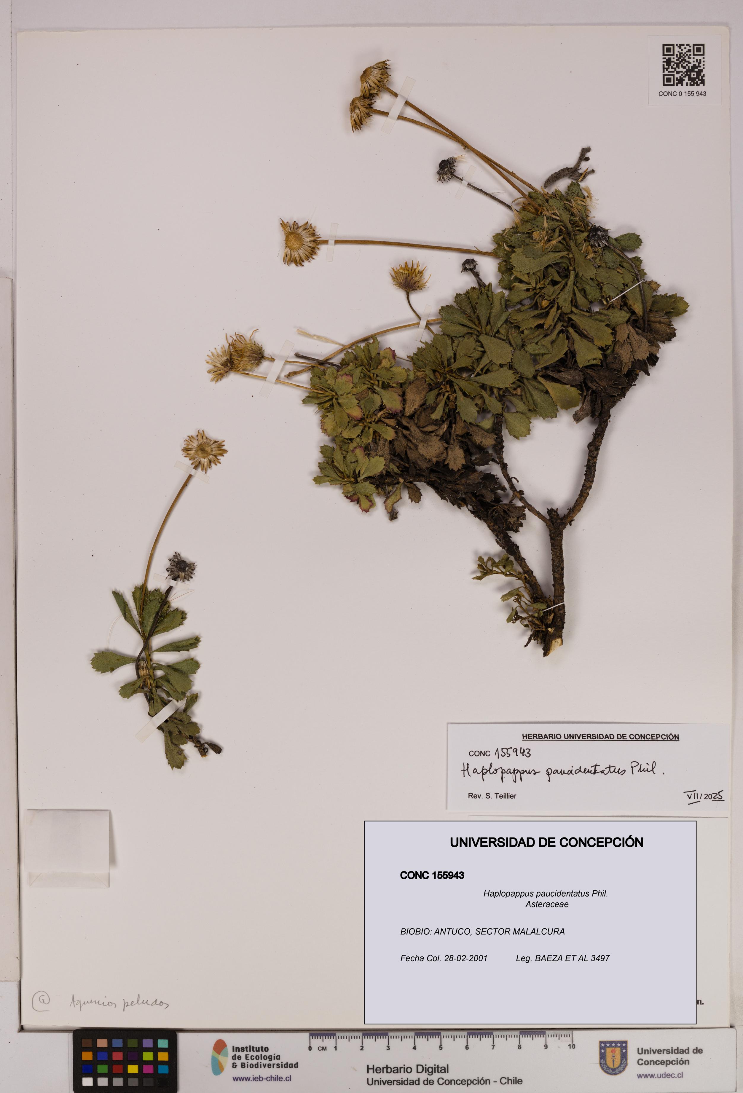 Haplopappus paucidentatus [Espécimen: UDEC:CONC:0155943]