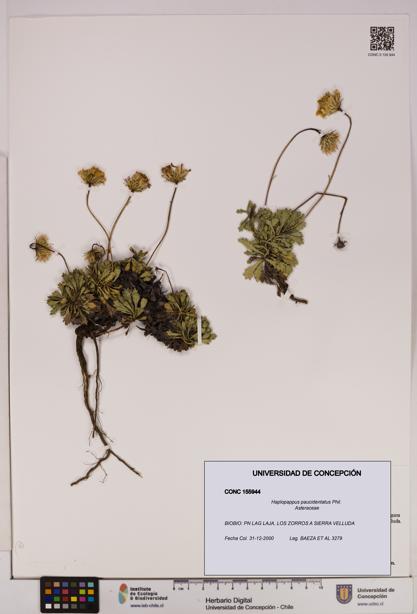 Haplopappus paucidentatus [Espécimen: UDEC:CONC:0155944]