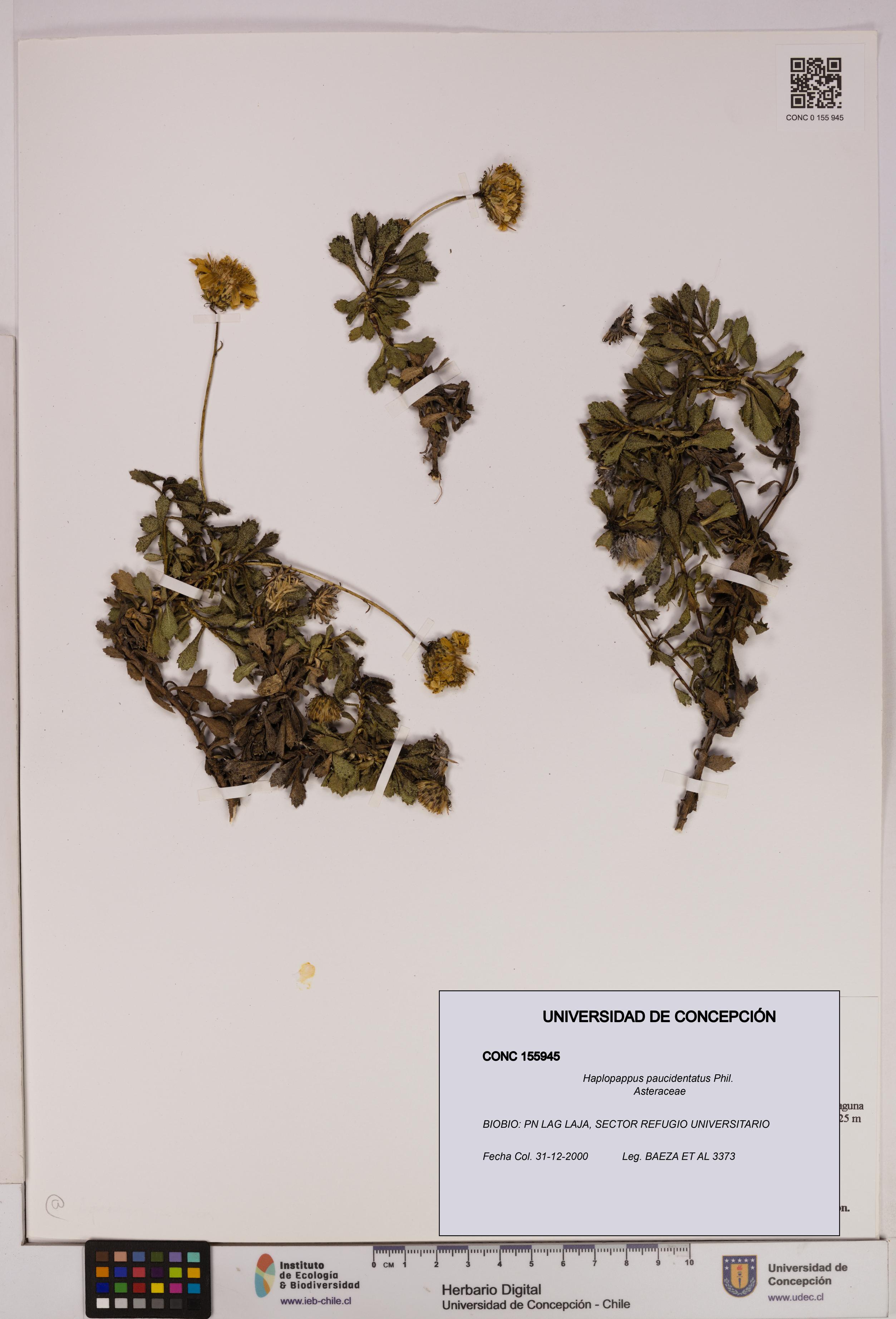 Haplopappus paucidentatus [Espécimen: UDEC:CONC:0155945]