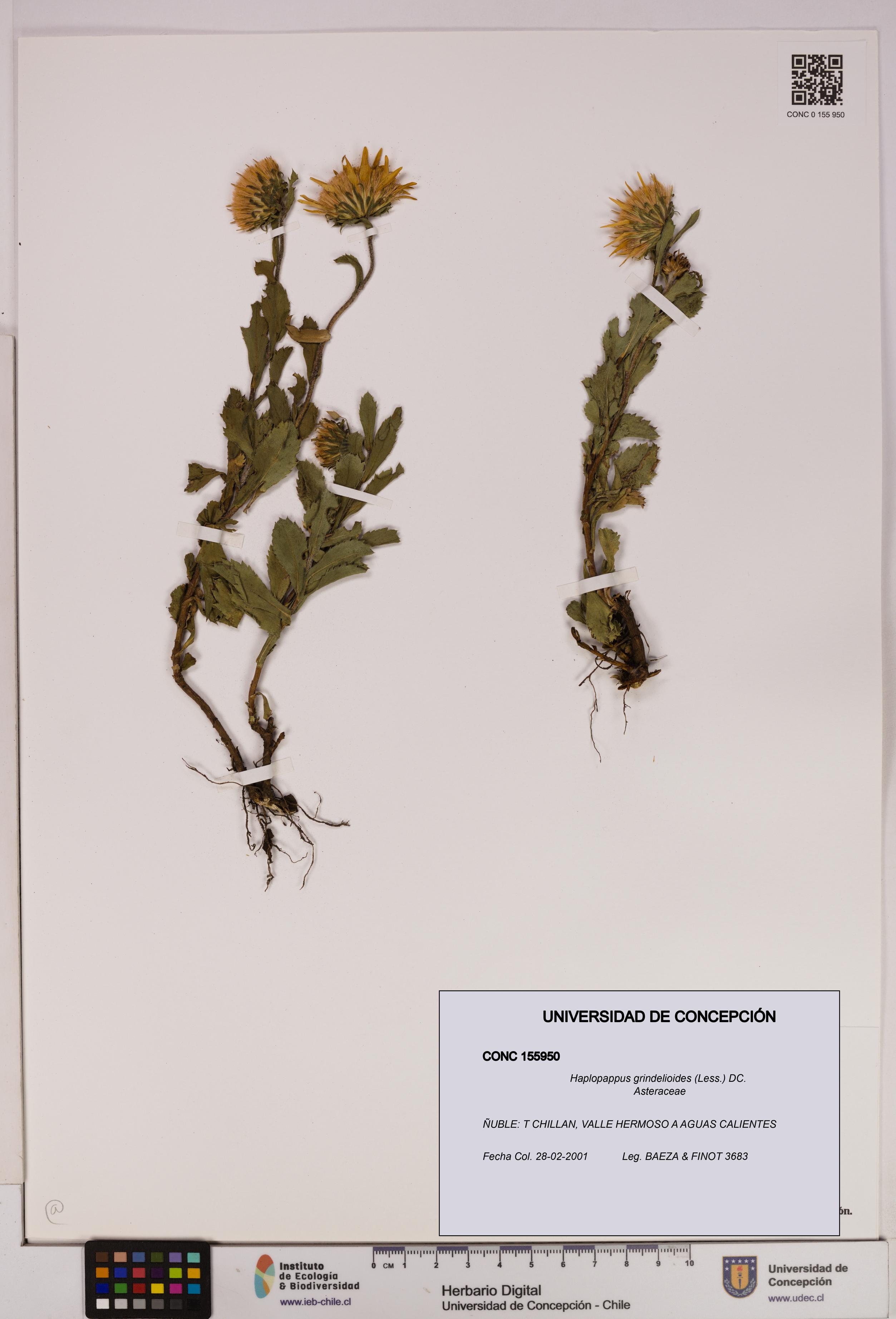 Haplopappus grindelioides [Espécimen: UDEC:CONC:0155950]