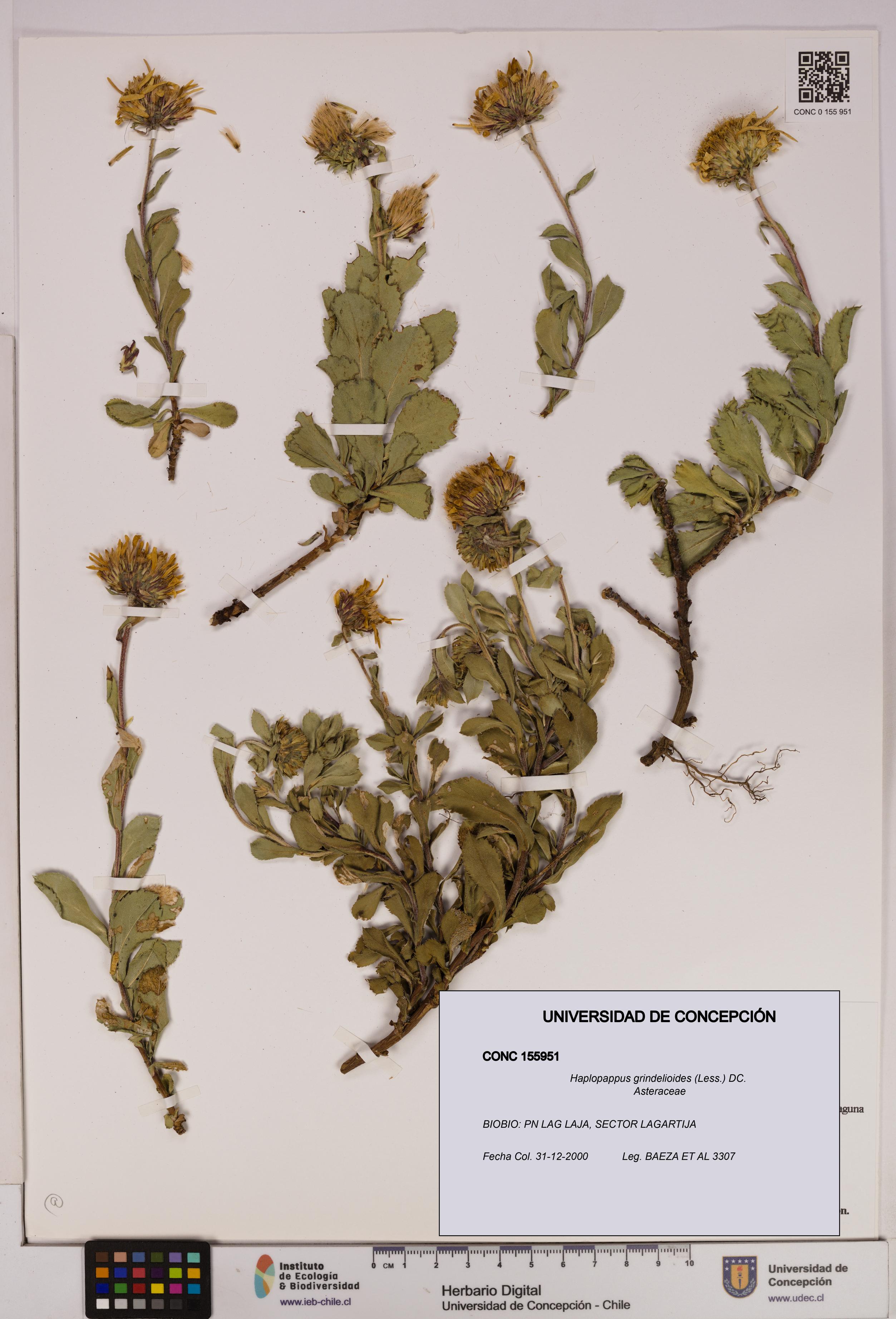 Haplopappus grindelioides [Espécimen: UDEC:CONC:0155951]