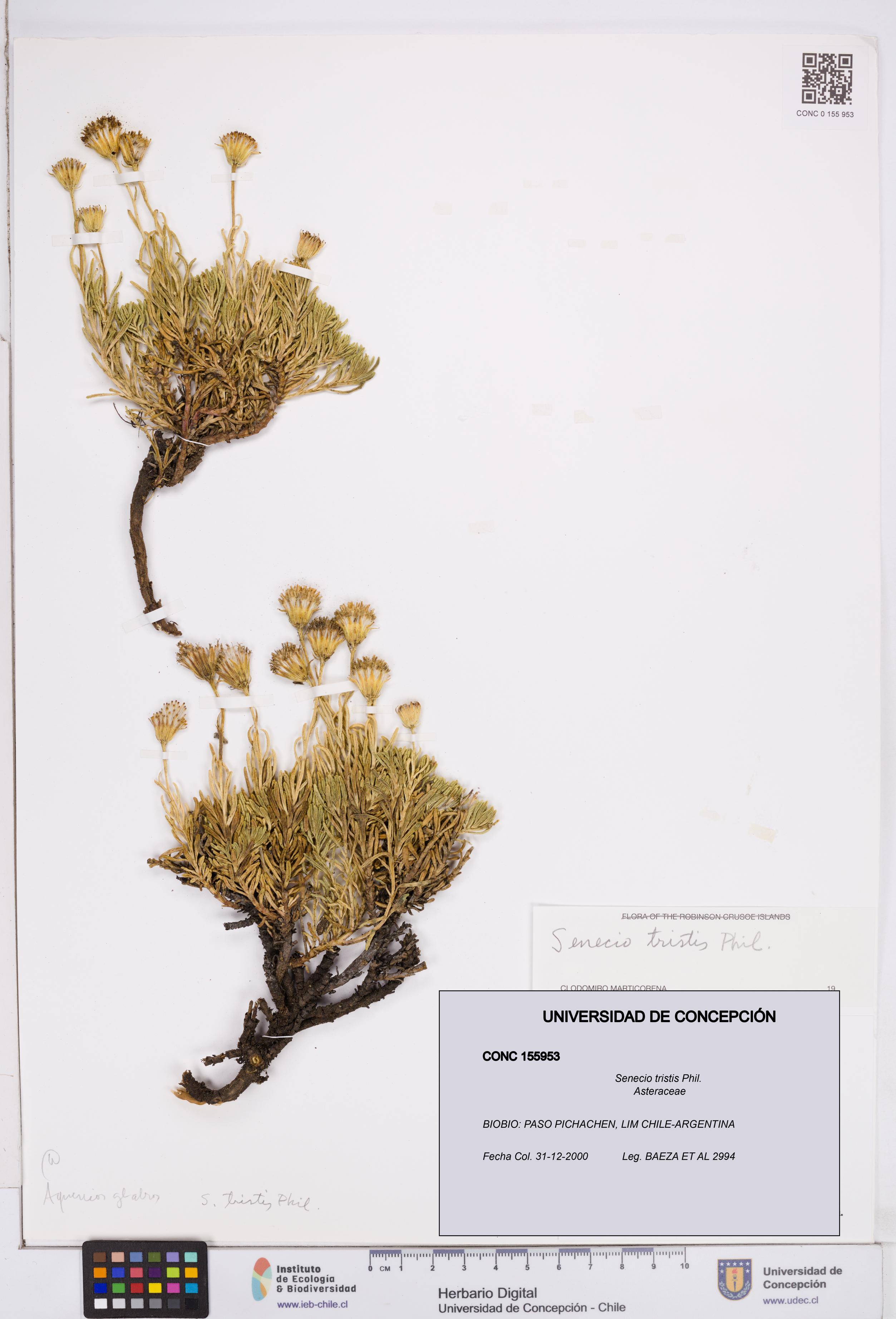 Senecio tristis [Espécimen: ]