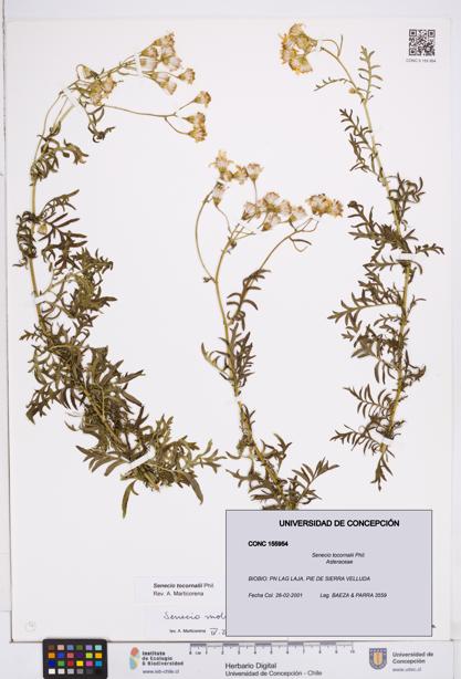 Senecio tocornalii [Espécimen: ]