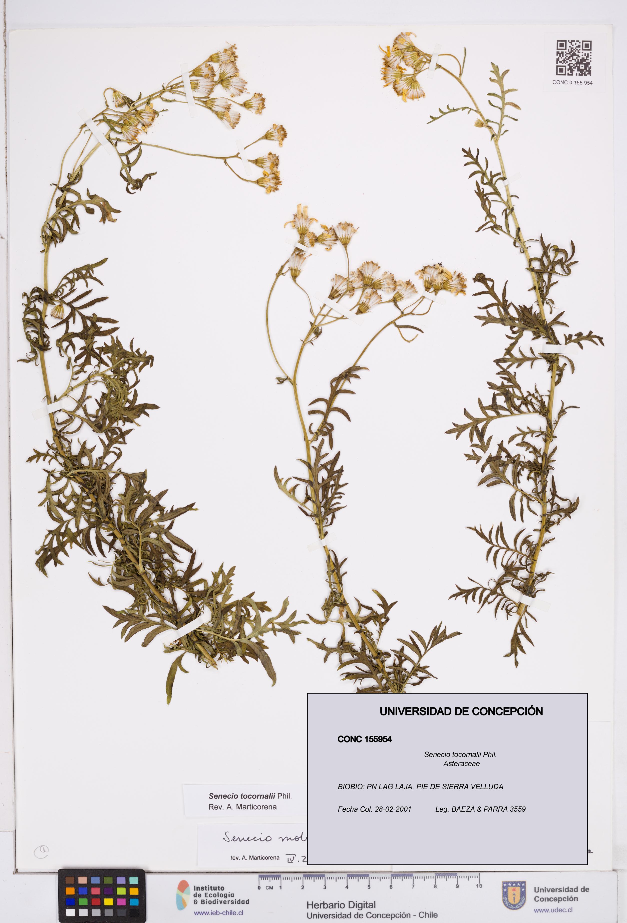 Senecio tocornalii [Espécimen: ]