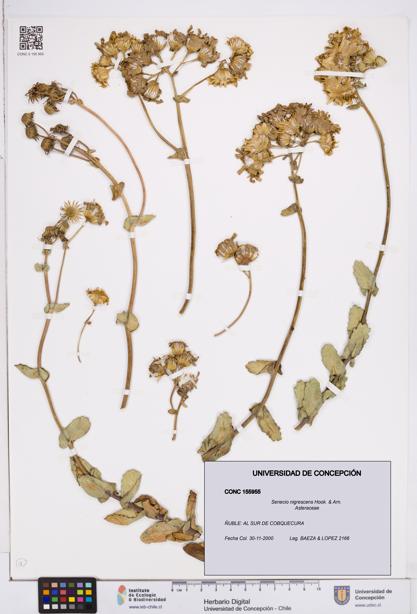 Senecio nigrescens [Espécimen: ]