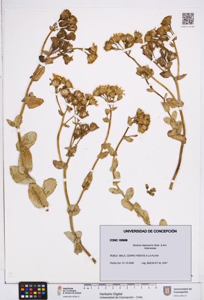 Senecio nigrescens [Espécimen: ]