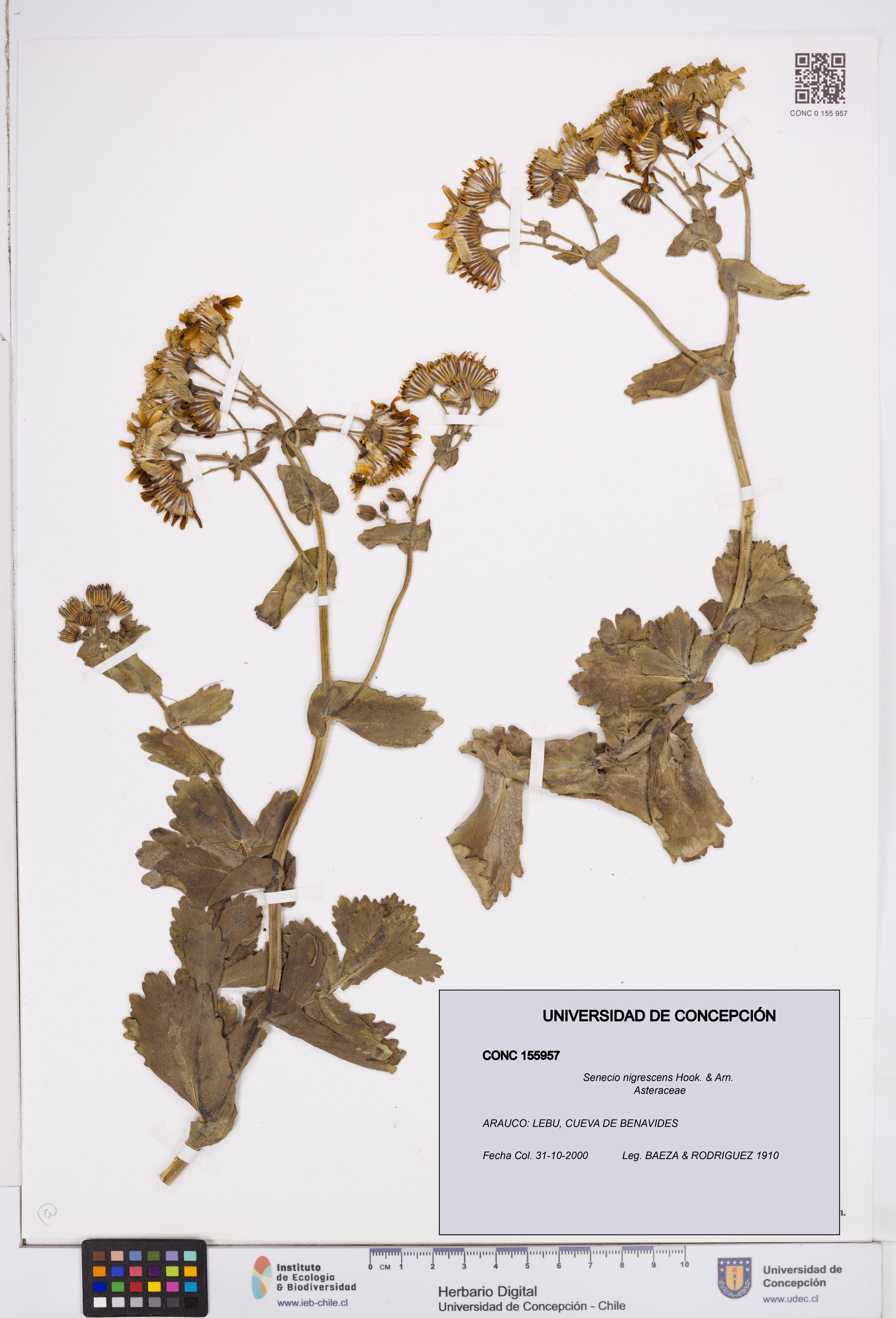 Senecio nigrescens [Espécimen: ]