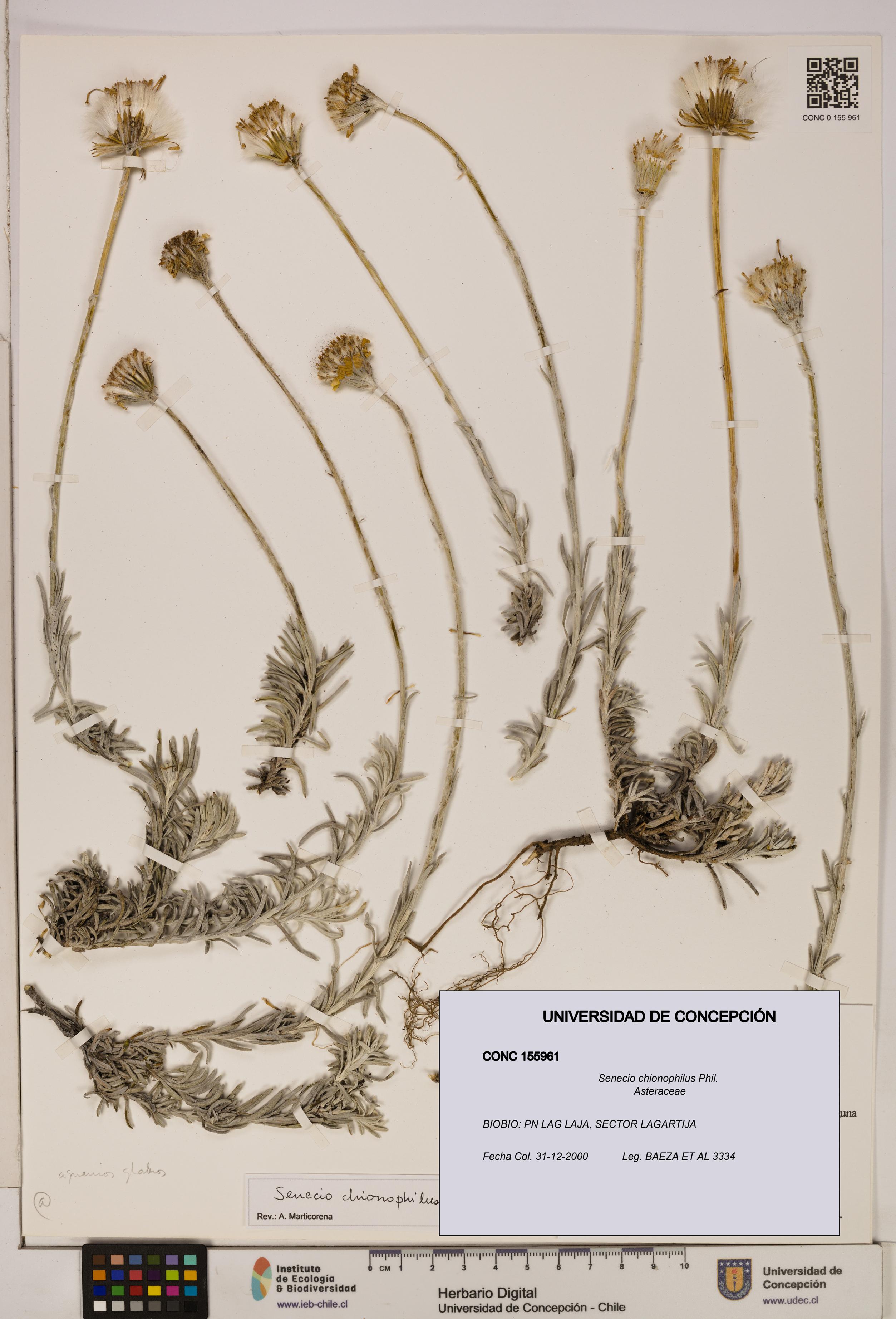 Senecio chionophilus [Espécimen: UDEC:CONC:0155961]