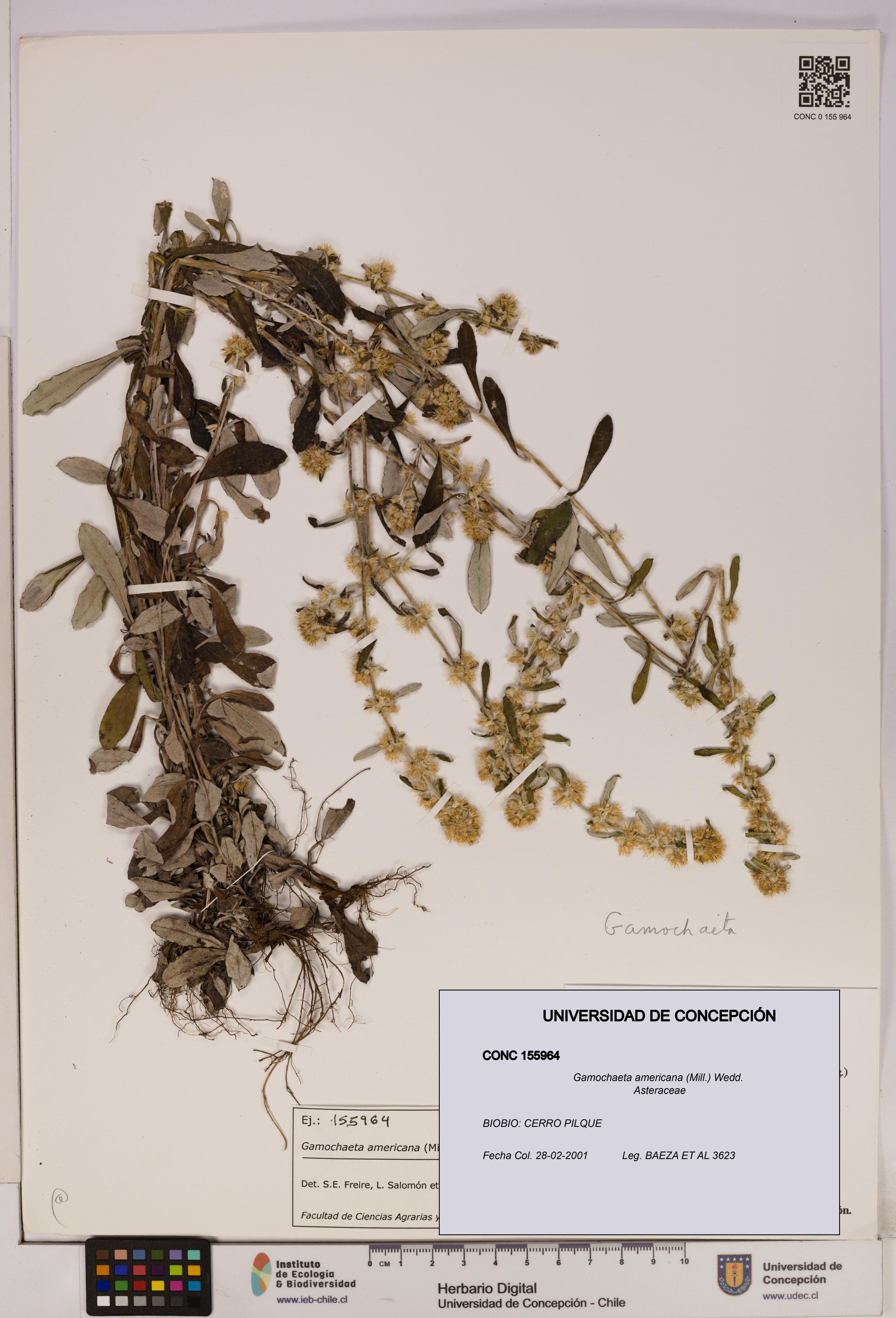 Gamochaeta americana [Espécimen: UDEC:CONC:0155964]