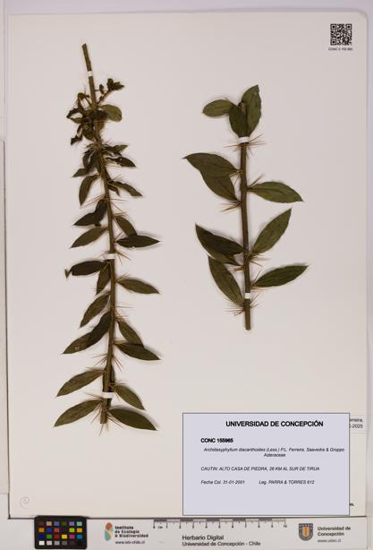 Archidasyphyllum diacanthoides [Espécimen: UDEC:CONC:0155965]