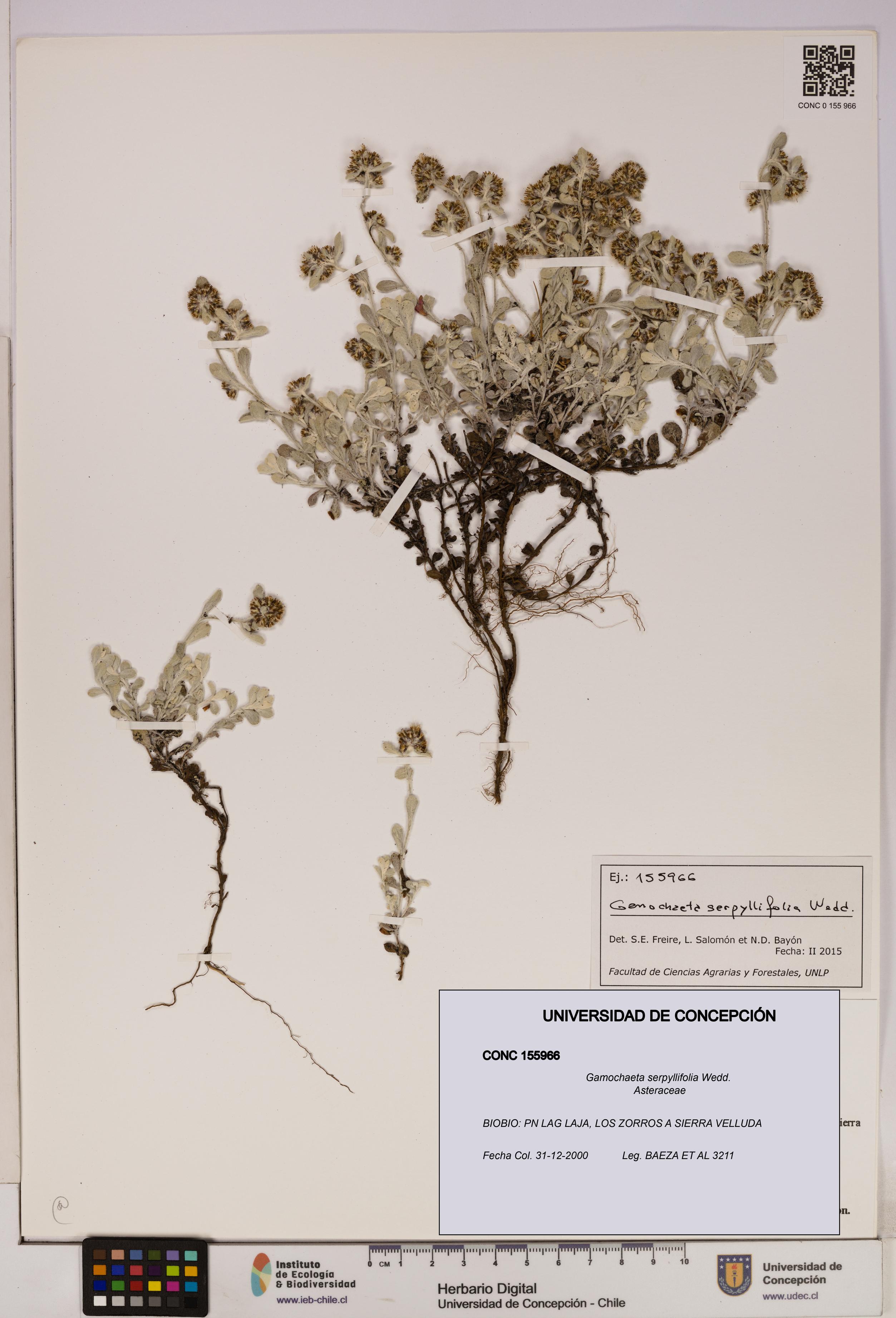 Gamochaeta serpyllifolia [Espécimen: UDEC:CONC:0155966]