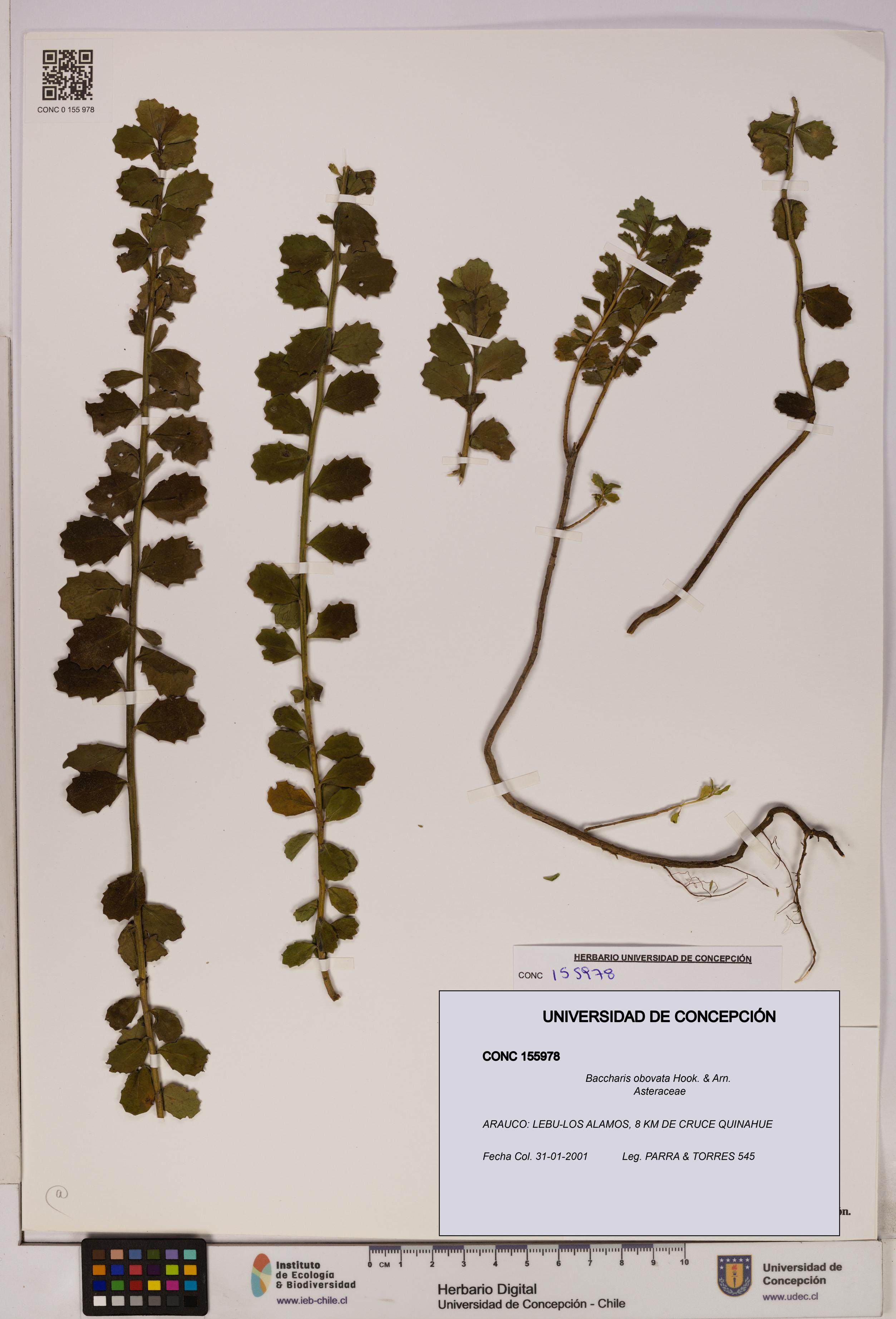 Baccharis obovata [Espécimen: UDEC:CONC:0155978]