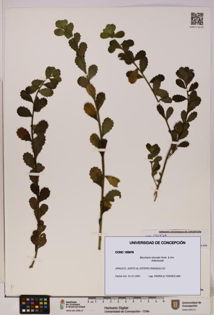 Baccharis obovata [Espécimen: UDEC:CONC:0155979]
