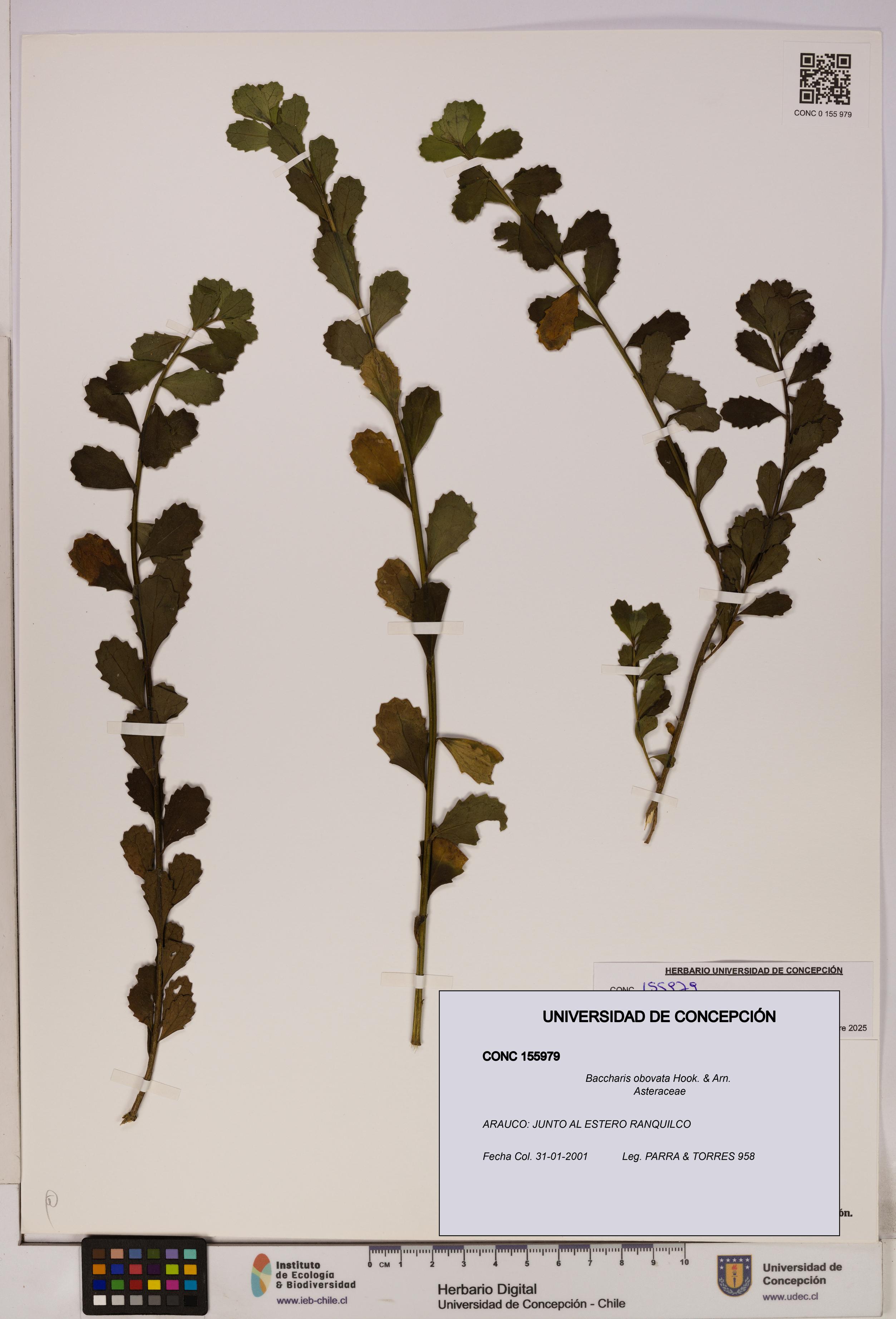 Baccharis obovata [Espécimen: UDEC:CONC:0155979]