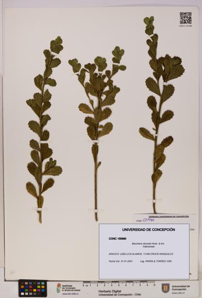 Baccharis obovata [Espécimen: UDEC:CONC:0155980]