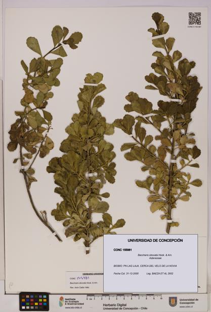 Baccharis obovata [Espécimen: UDEC:CONC:0155981]