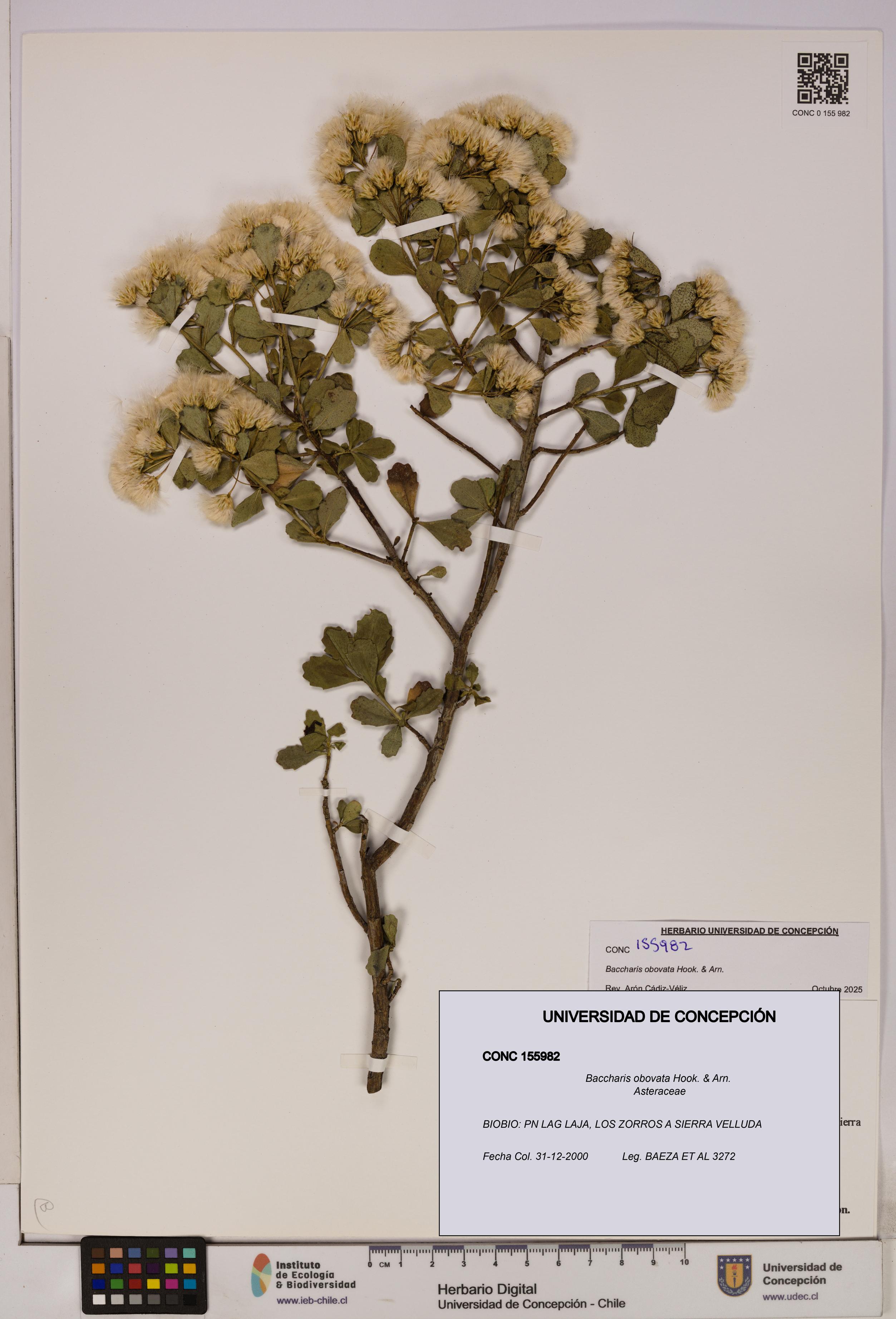 Baccharis obovata [Espécimen: UDEC:CONC:0155982]
