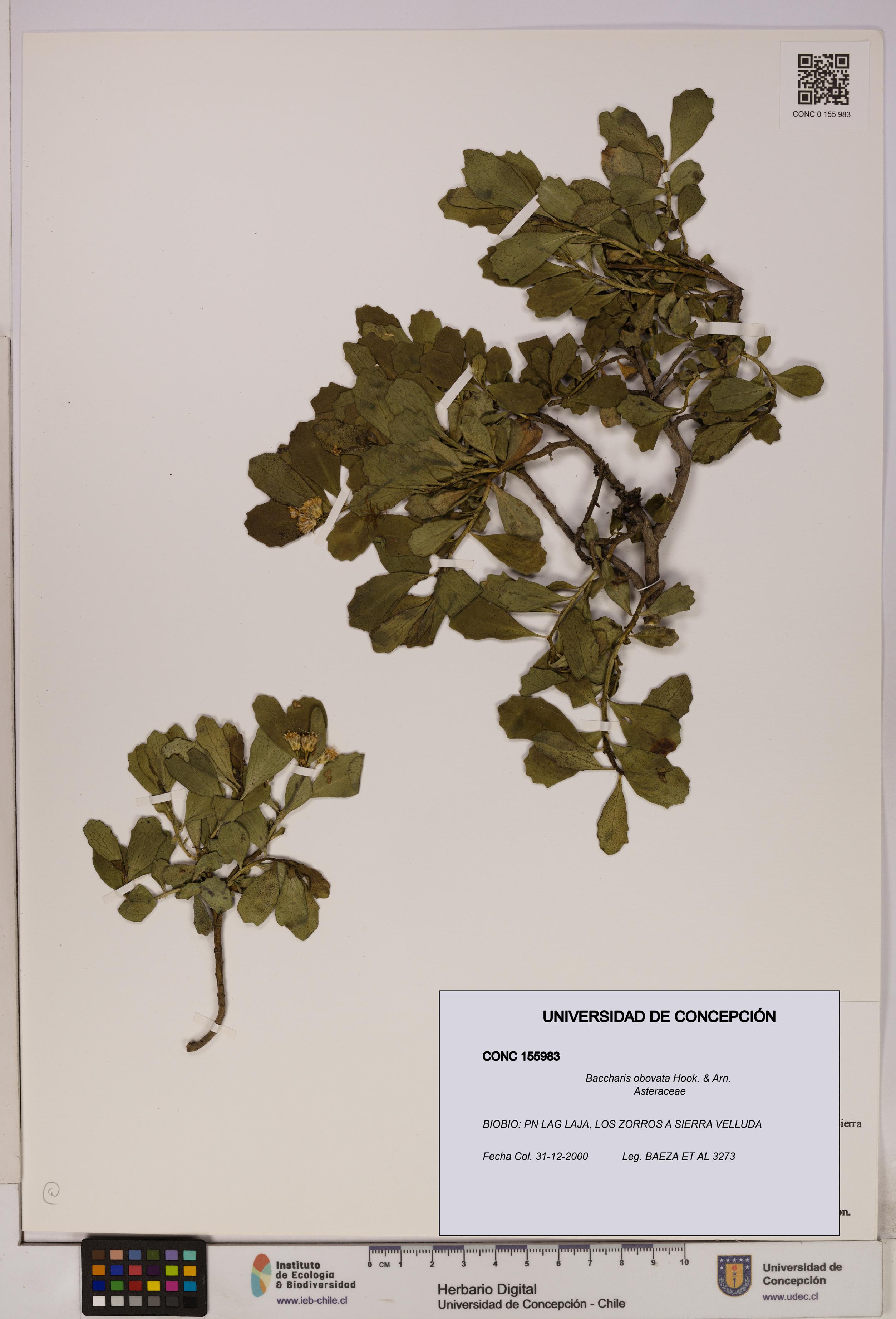 Baccharis obovata [Espécimen: UDEC:CONC:0155983]