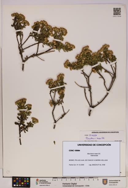 Baccharis neaei [Espécimen: UDEC:CONC:0155984]