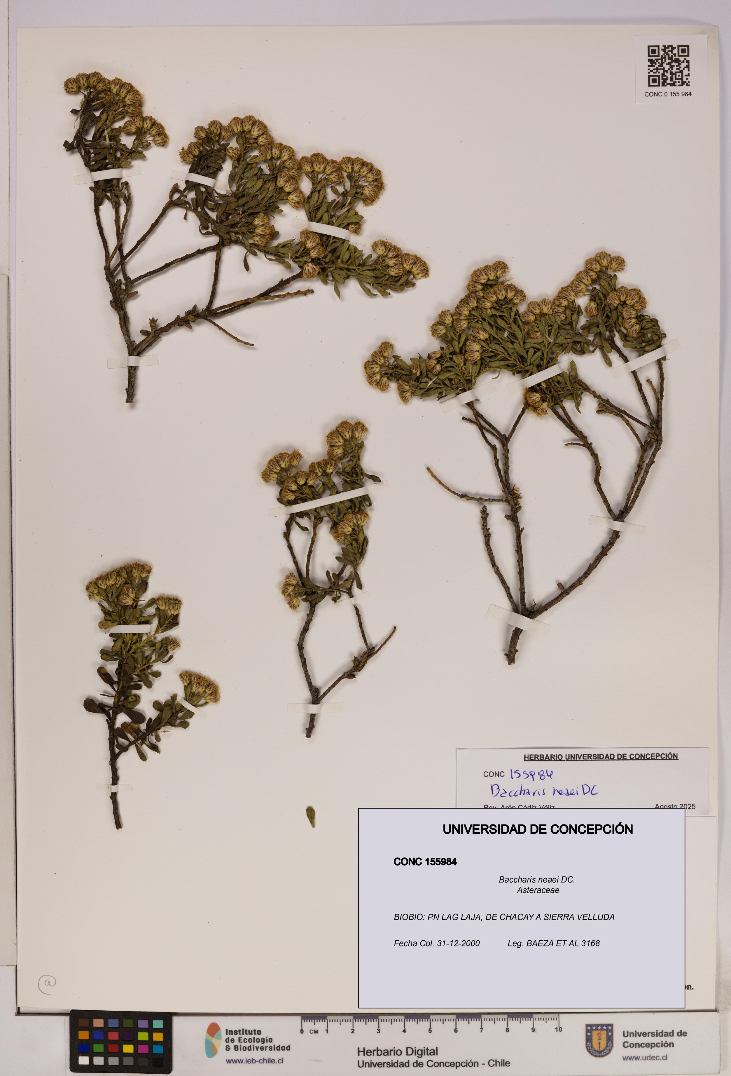Baccharis neaei [Espécimen: UDEC:CONC:0155984]