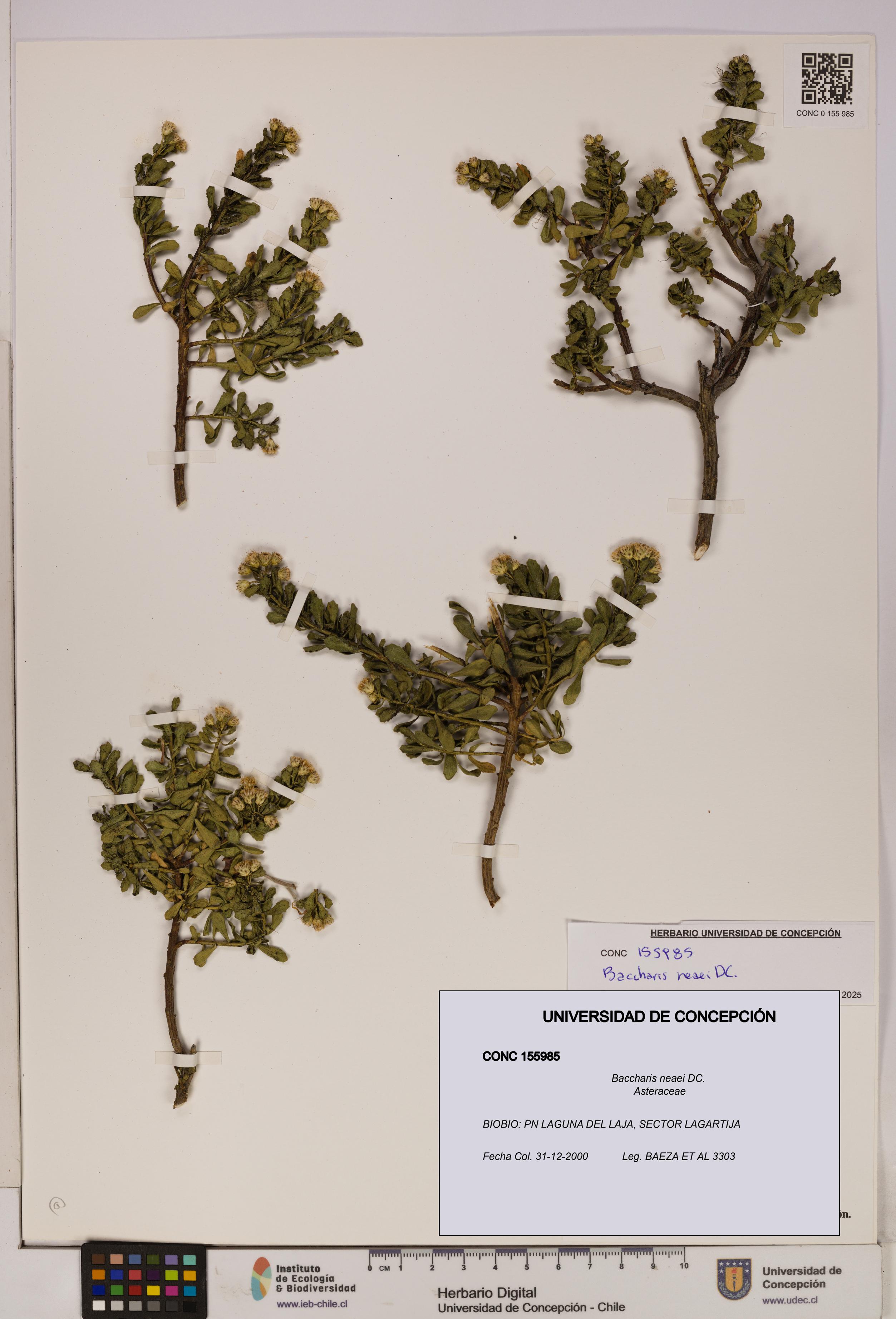 Baccharis neaei [Espécimen: UDEC:CONC:0155985]