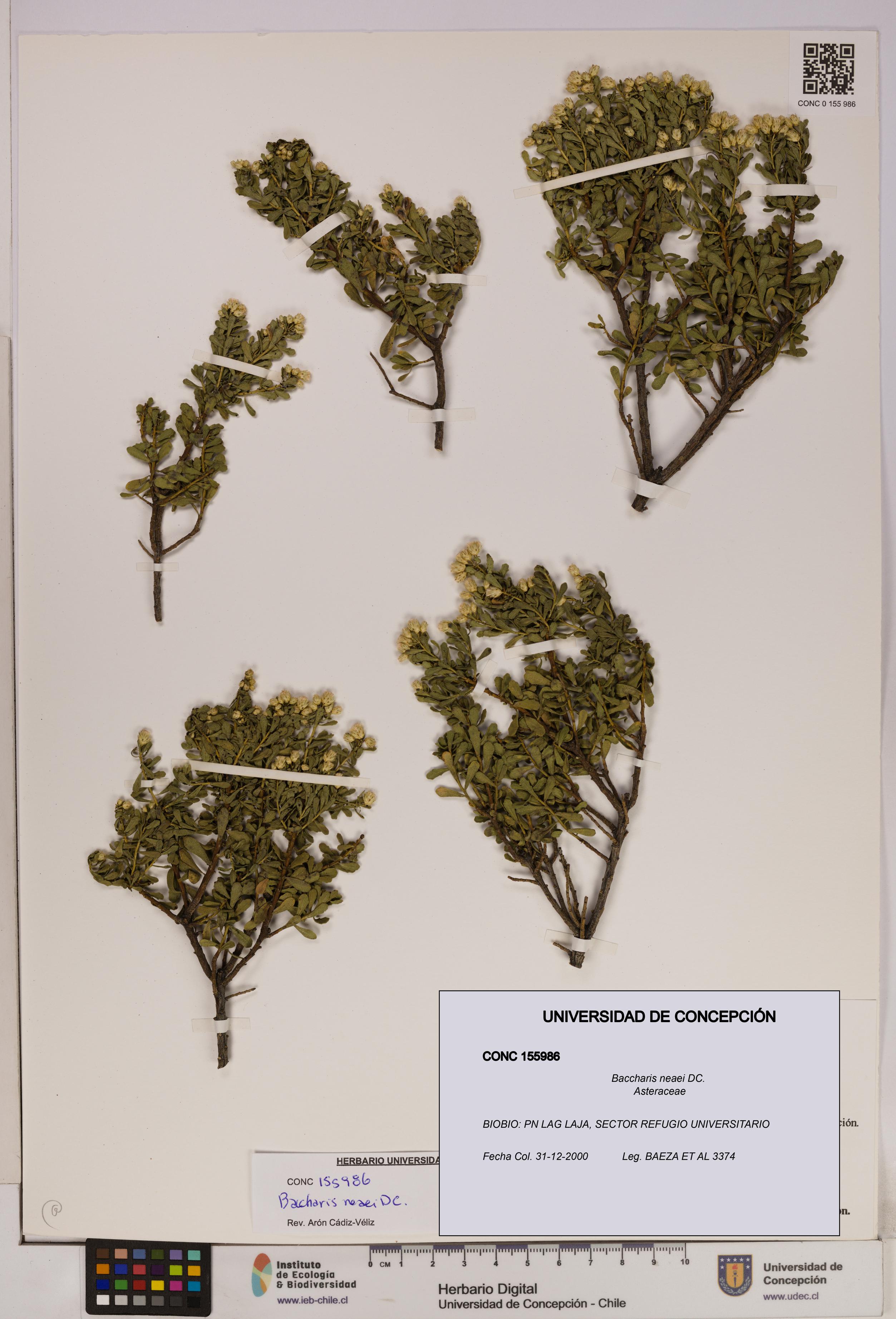 Baccharis neaei [Espécimen: UDEC:CONC:0155986]