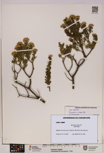 Baccharis neaei [Espécimen: UDEC:CONC:0155987]