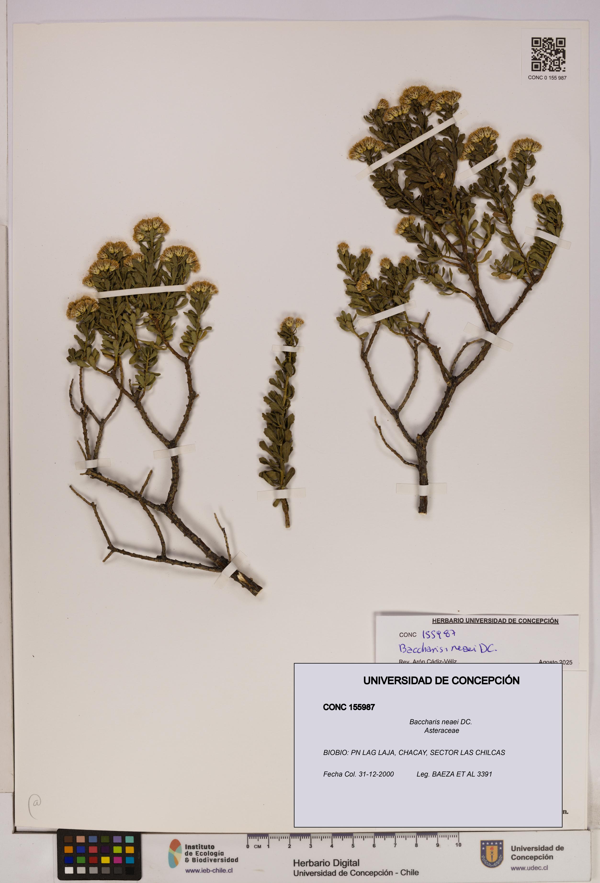 Baccharis neaei [Espécimen: UDEC:CONC:0155987]