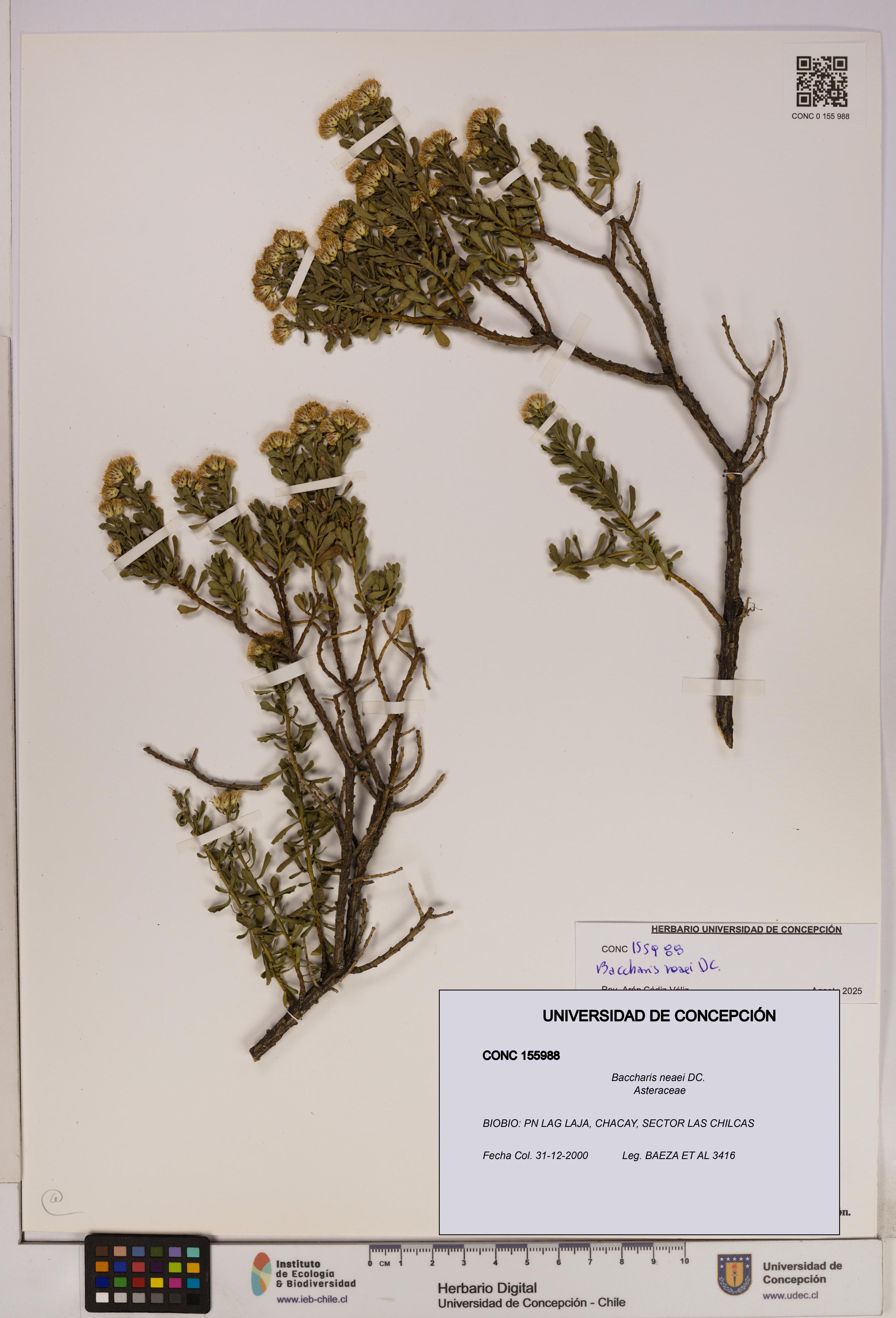 Baccharis neaei [Espécimen: UDEC:CONC:0155988]