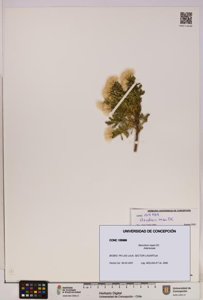 Baccharis neaei [Espécimen: UDEC:CONC:0155989]
