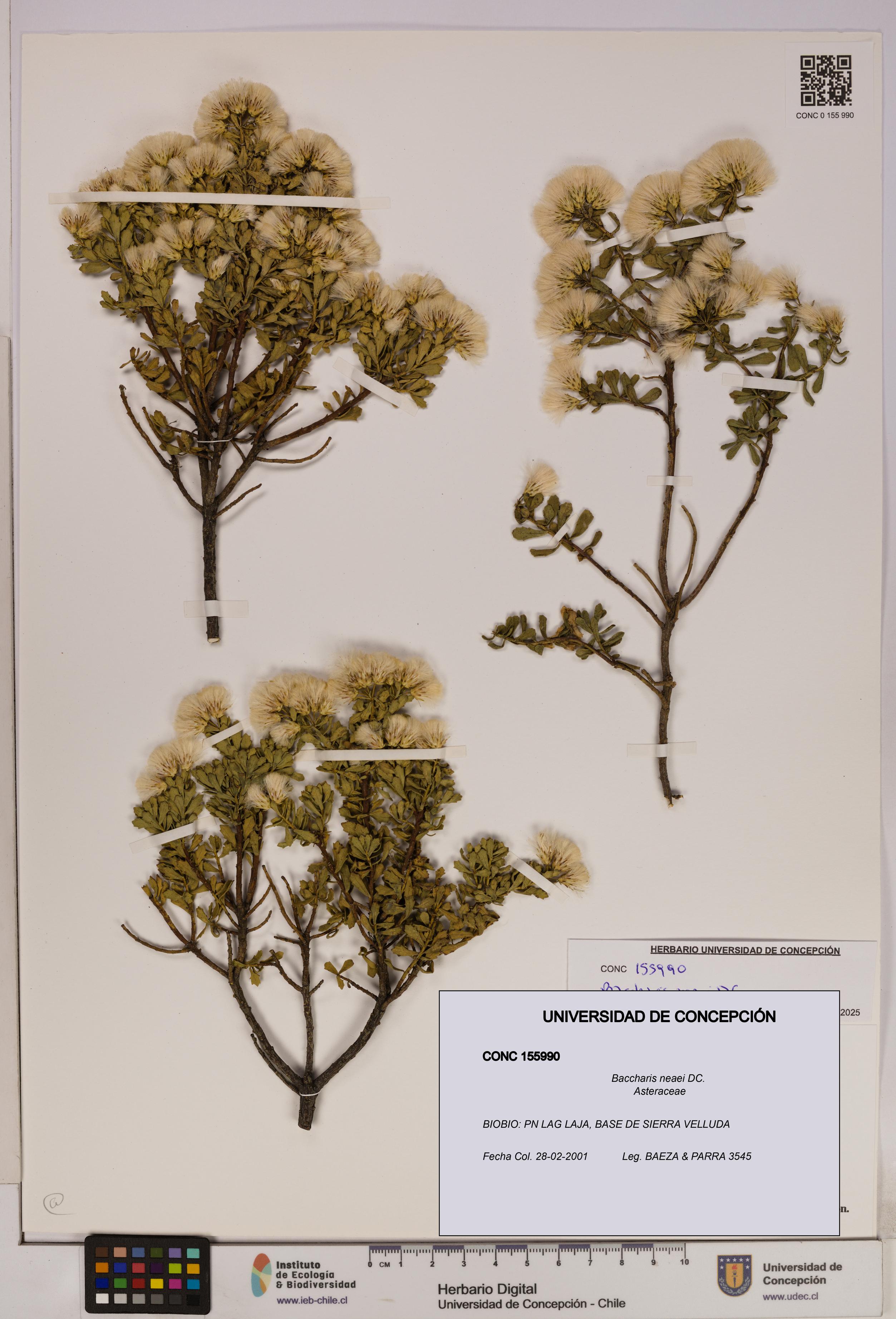 Baccharis neaei [Espécimen: UDEC:CONC:0155990]