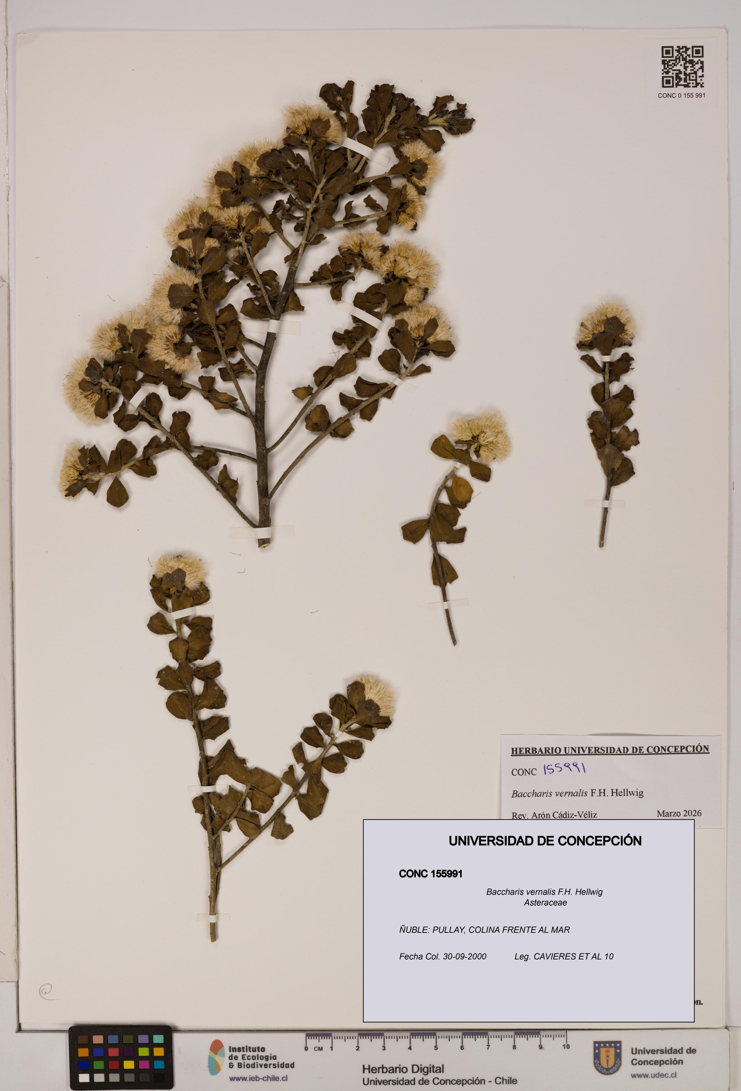 Baccharis vernalis [Espécimen: UDEC:CONC:0155991]