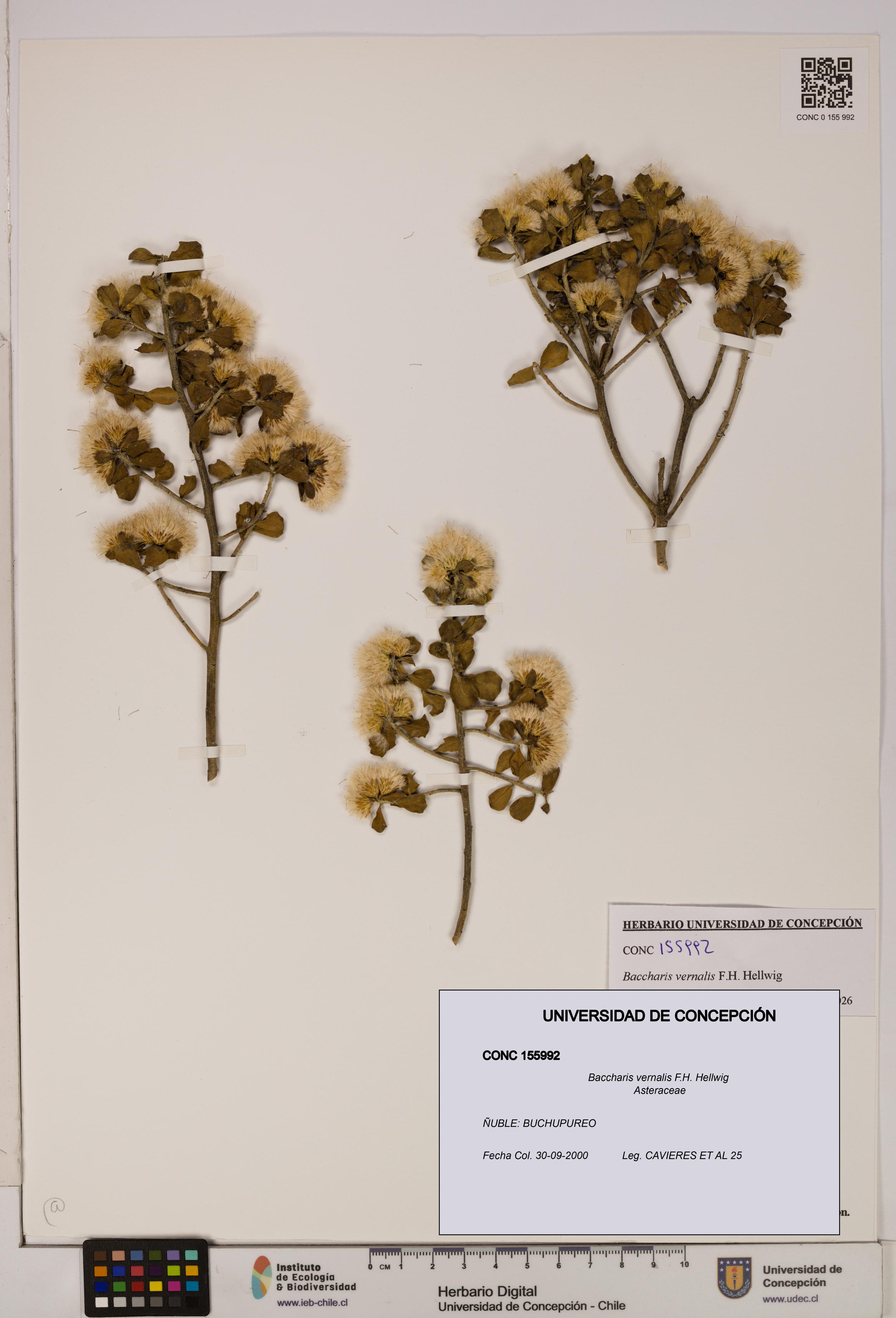 Baccharis vernalis [Espécimen: UDEC:CONC:0155992]