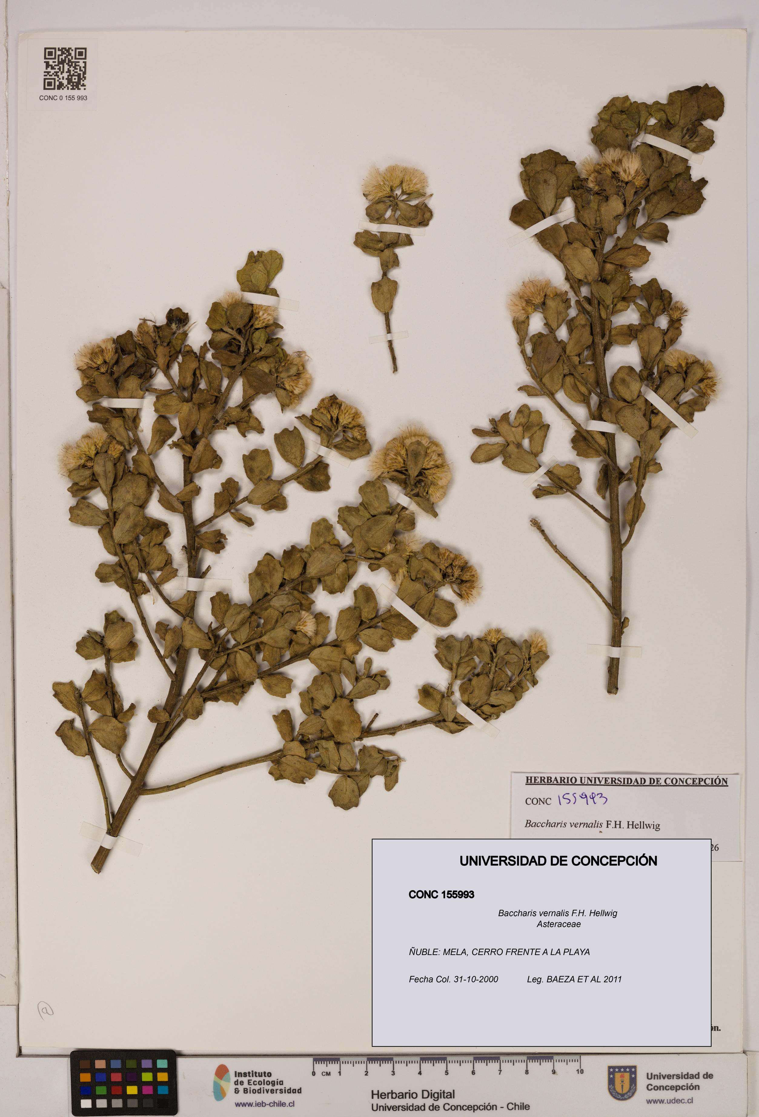 Baccharis vernalis [Espécimen: UDEC:CONC:0155993]
