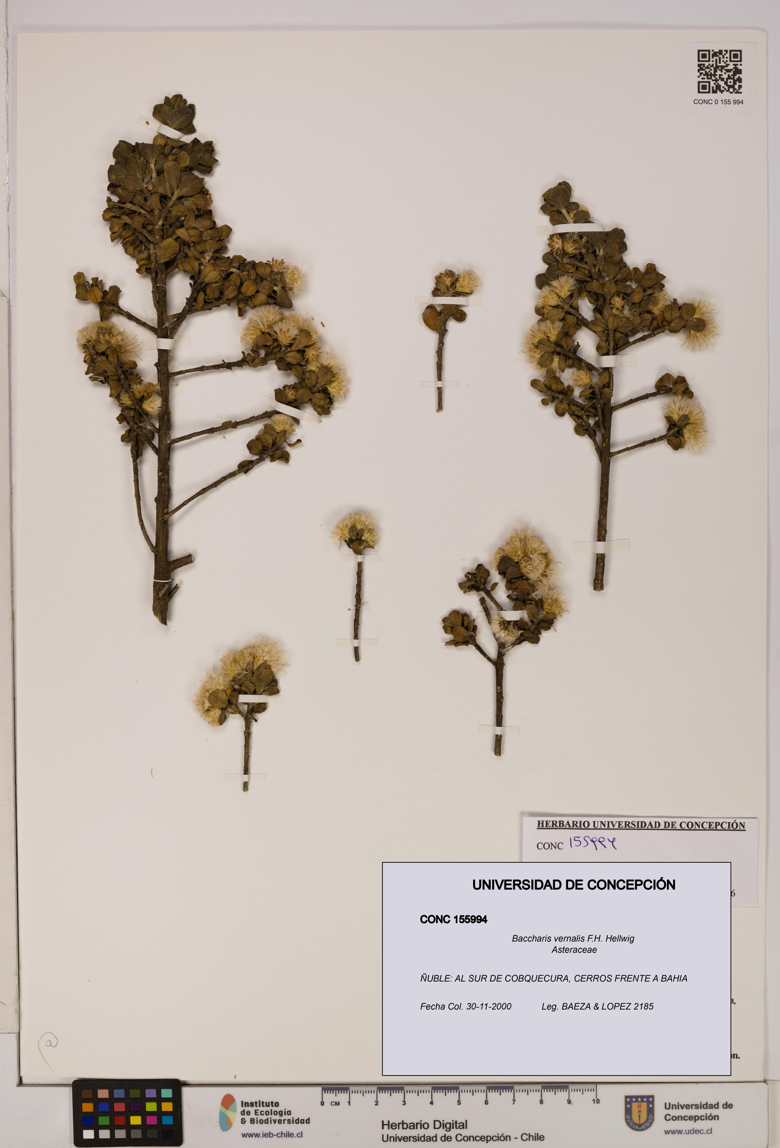 Baccharis vernalis [Espécimen: UDEC:CONC:0155994]