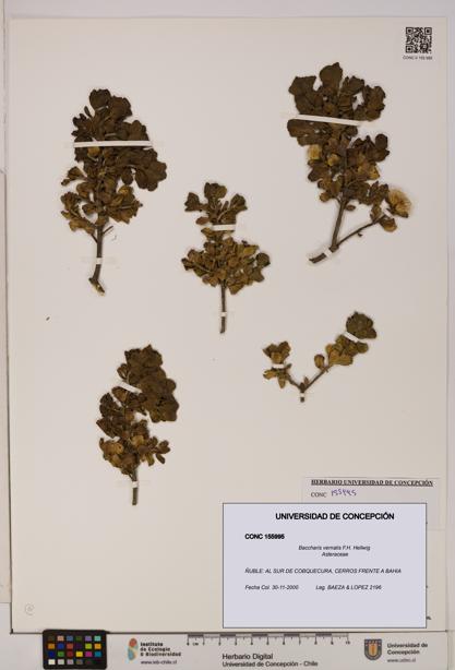 Baccharis vernalis [Espécimen: UDEC:CONC:0155995]