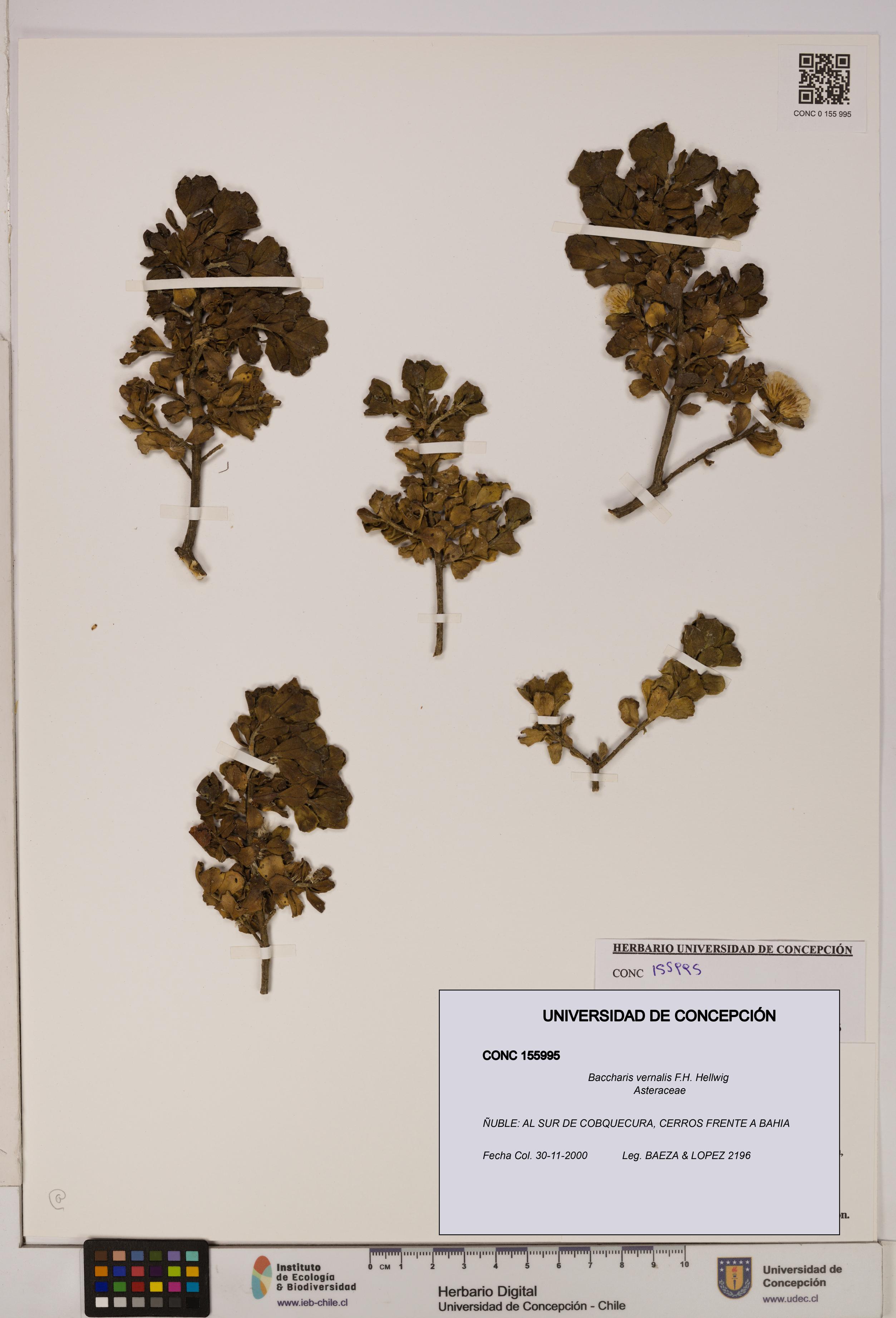 Baccharis vernalis [Espécimen: UDEC:CONC:0155995]