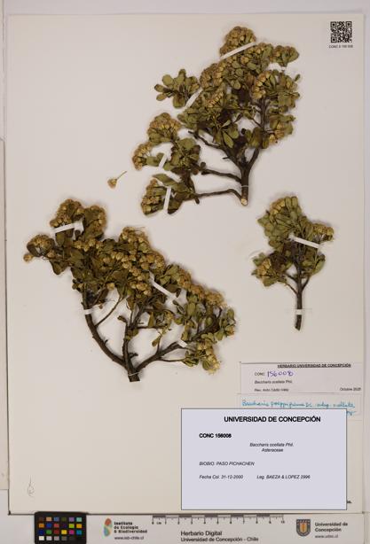 Baccharis ocellata [Espécimen: UDEC:CONC:0156008]