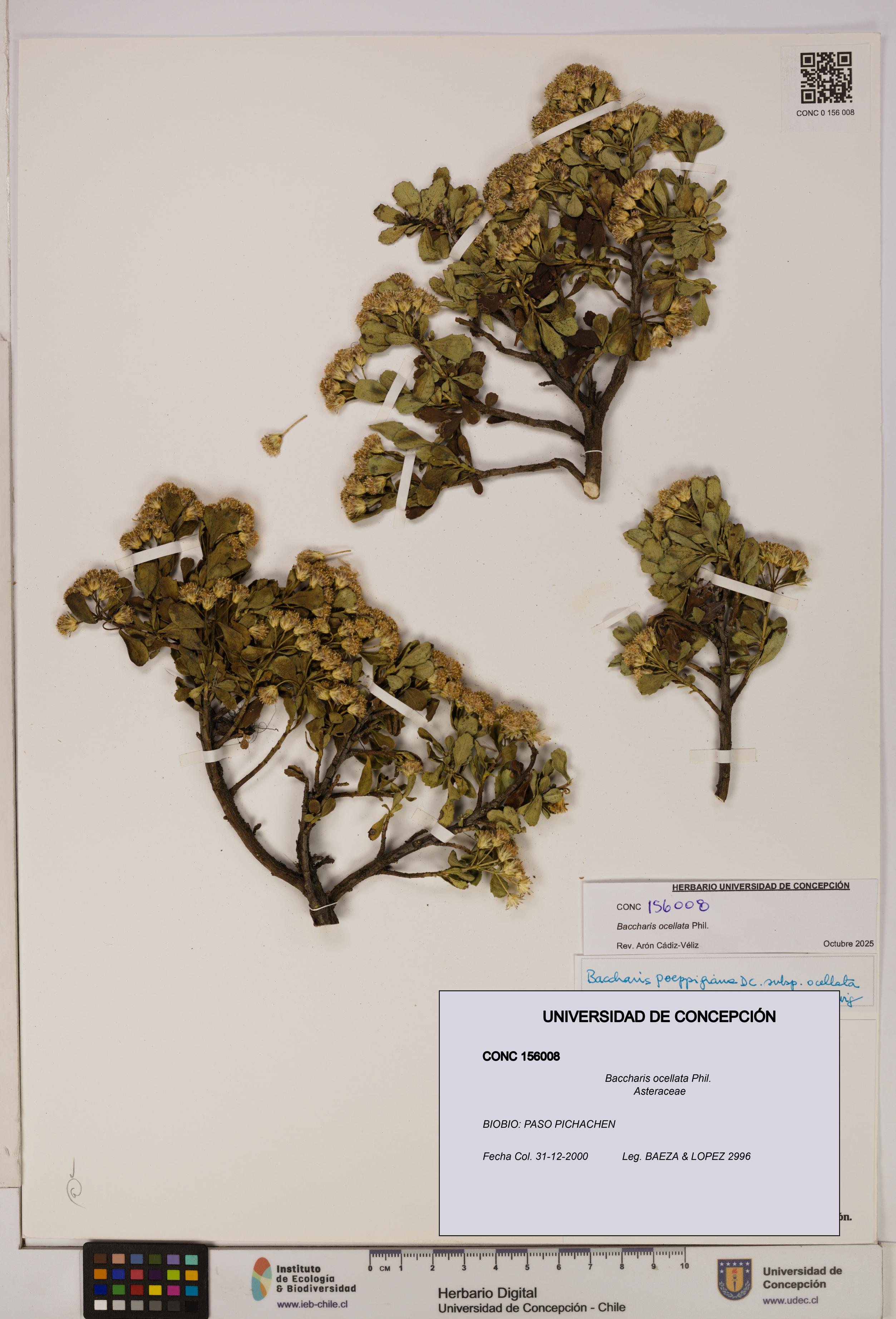 Baccharis ocellata [Espécimen: UDEC:CONC:0156008]