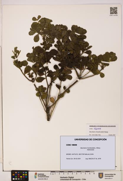 Baccharis rhomboidalis [Espécimen: UDEC:CONC:0156009]