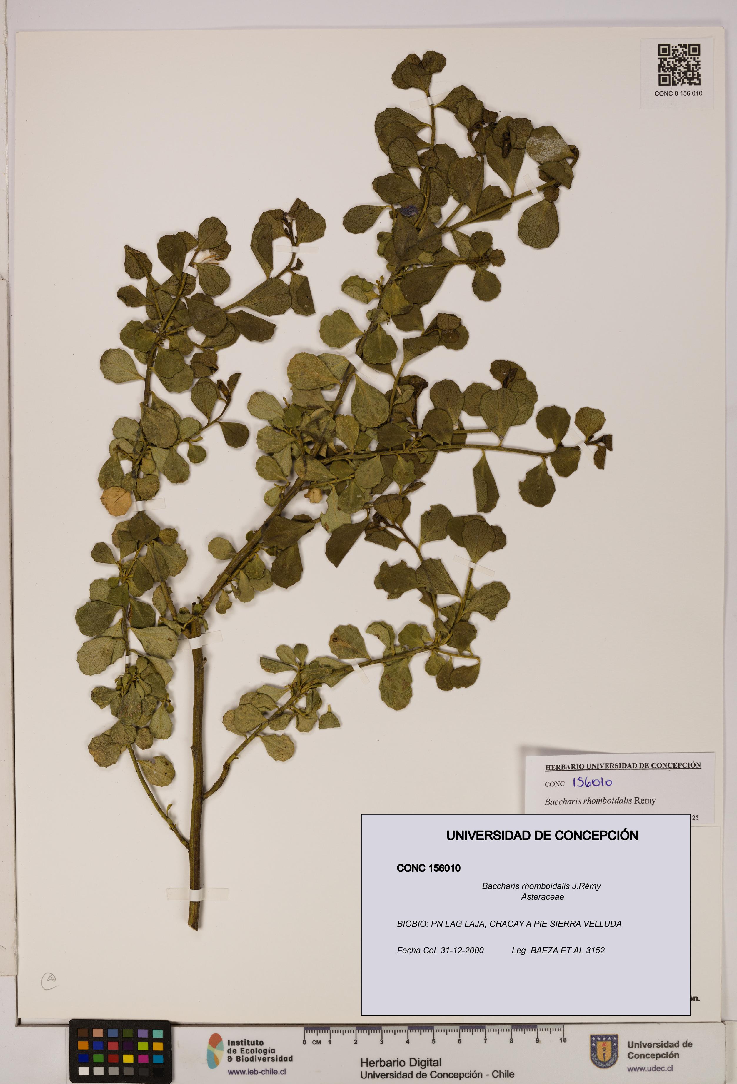 Baccharis rhomboidalis [Espécimen: UDEC:CONC:0156010]